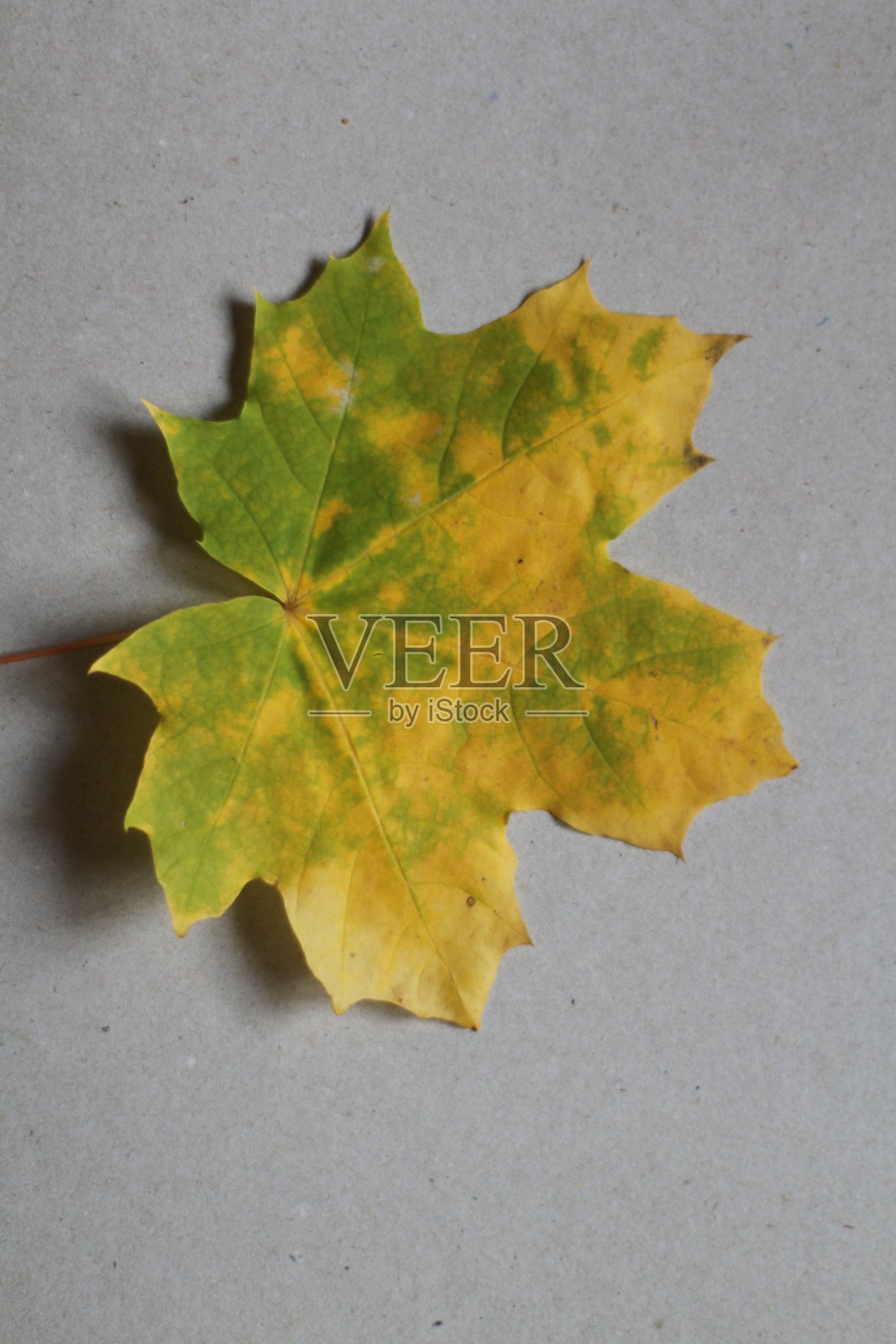 灰色背景上的秋天枫叶照片摄影图片