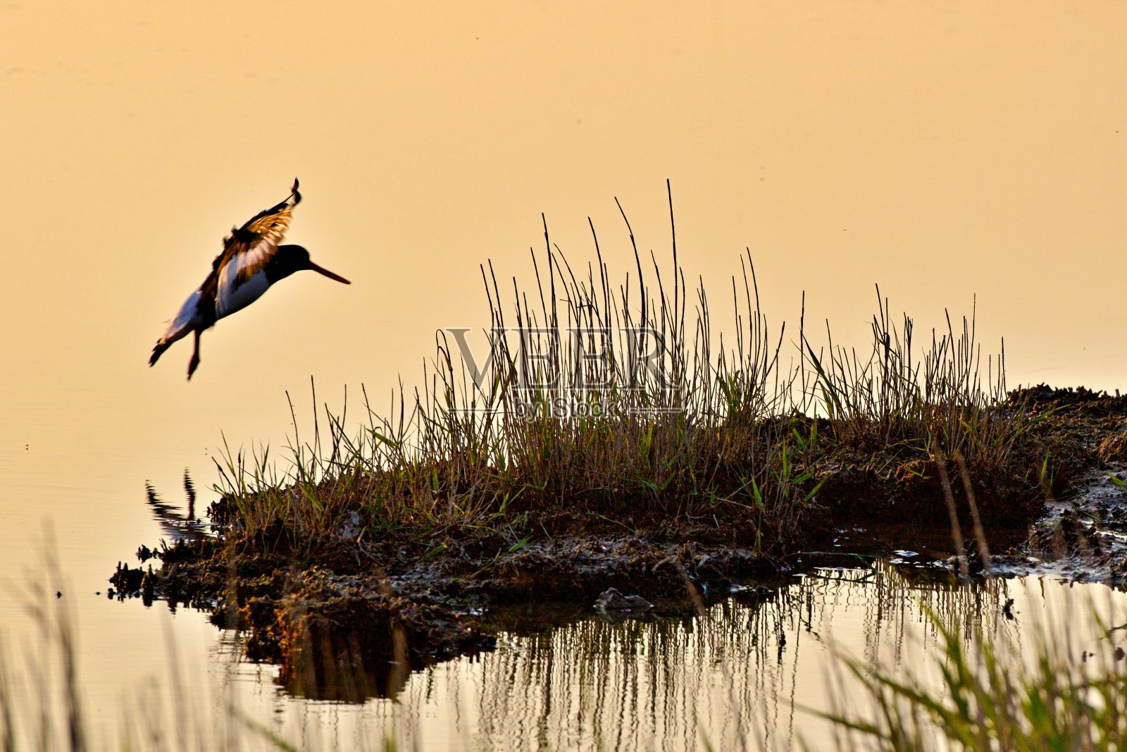 鸟儿在日落时飞越湖面照片摄影图片