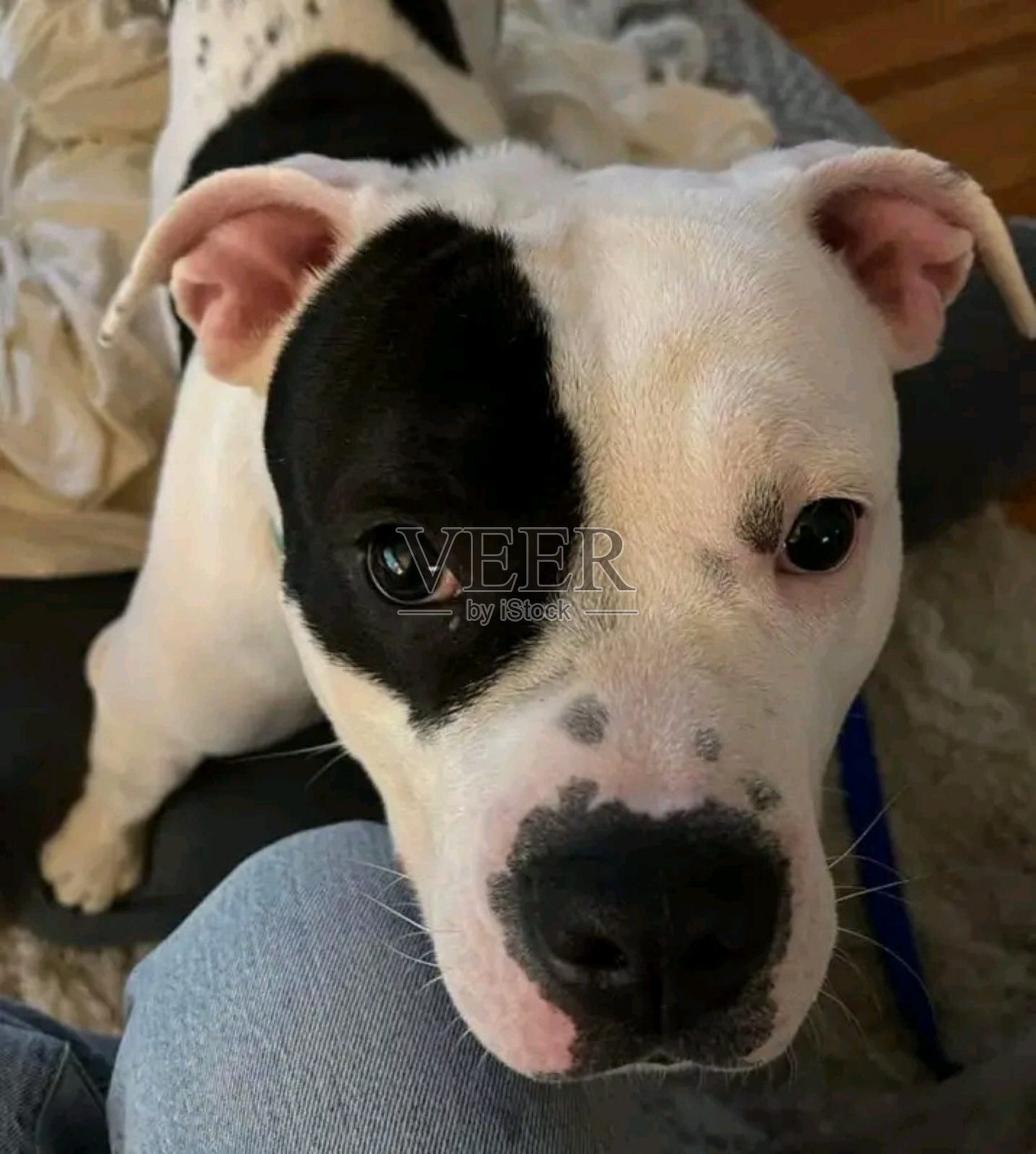 这只小狗照片摄影图片