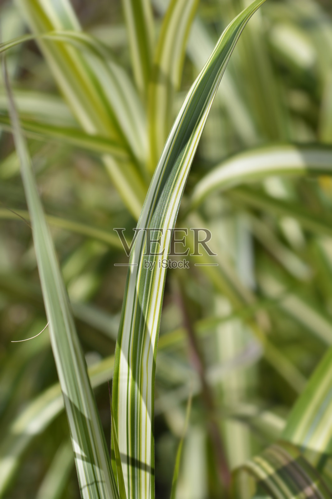 中国银草歌舞表演照片摄影图片