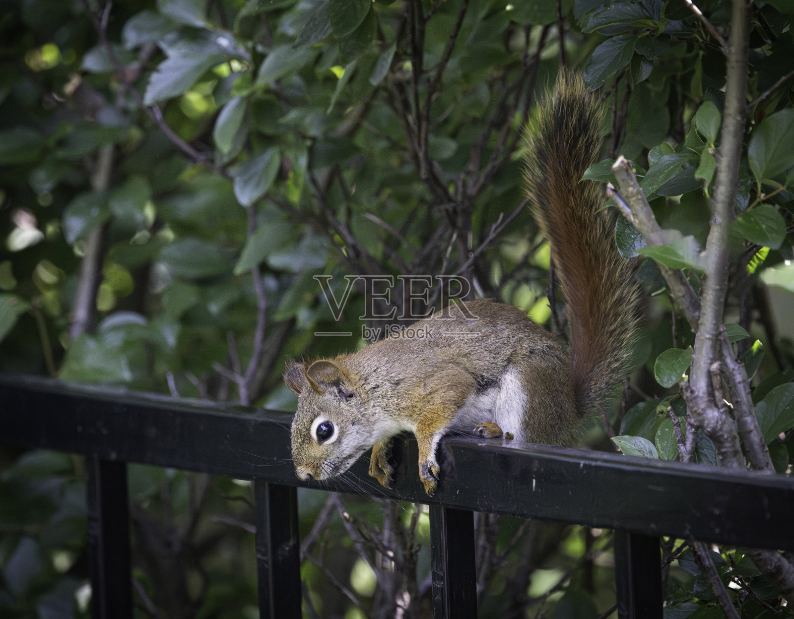 一只美洲红松鼠(红松鼠)坐在金属栏杆上。照片摄影图片