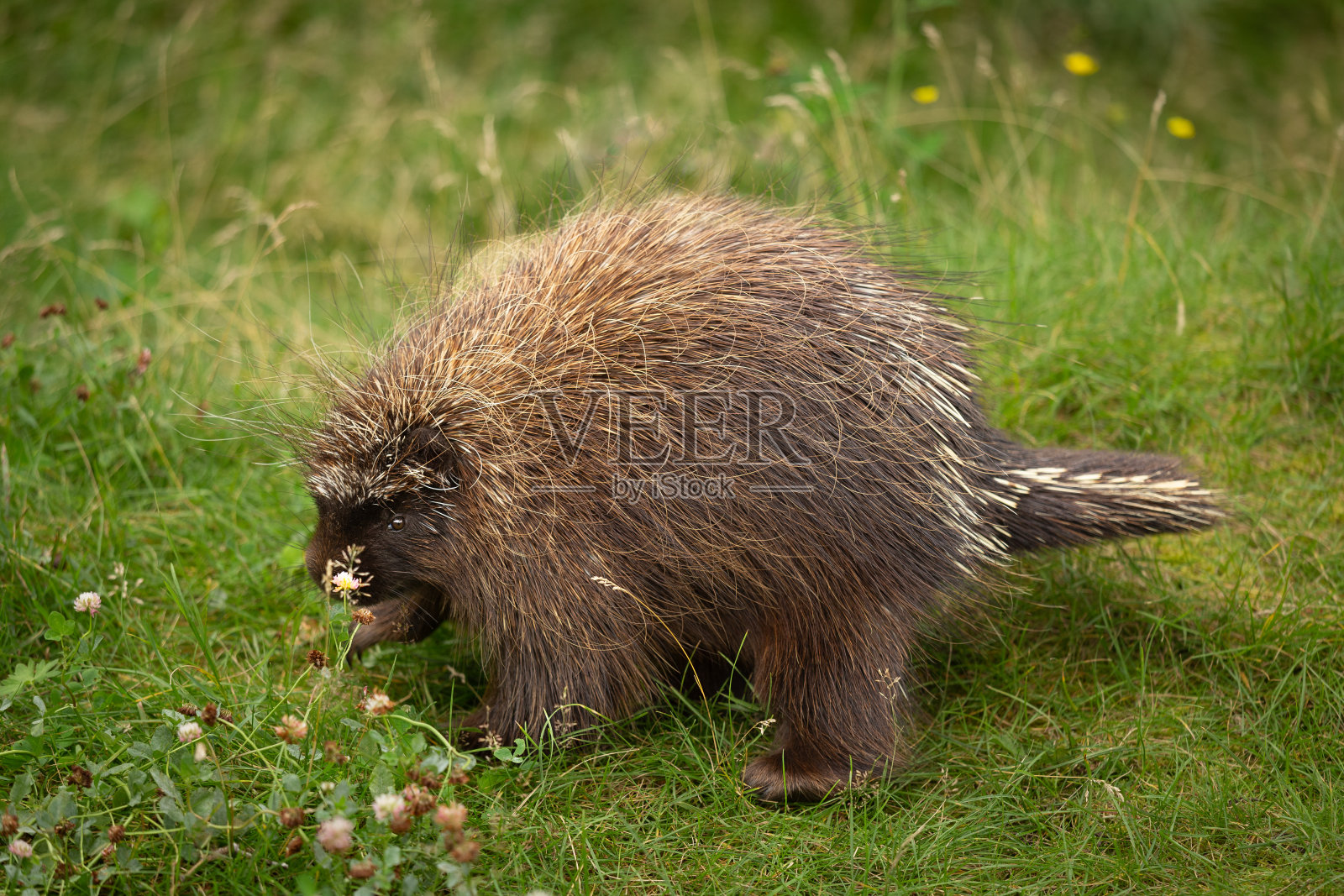 草地上的北美豪猪照片摄影图片