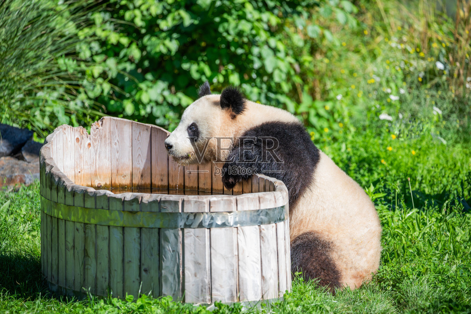 欢快地在绿色草坪上玩熊猫照片摄影图片