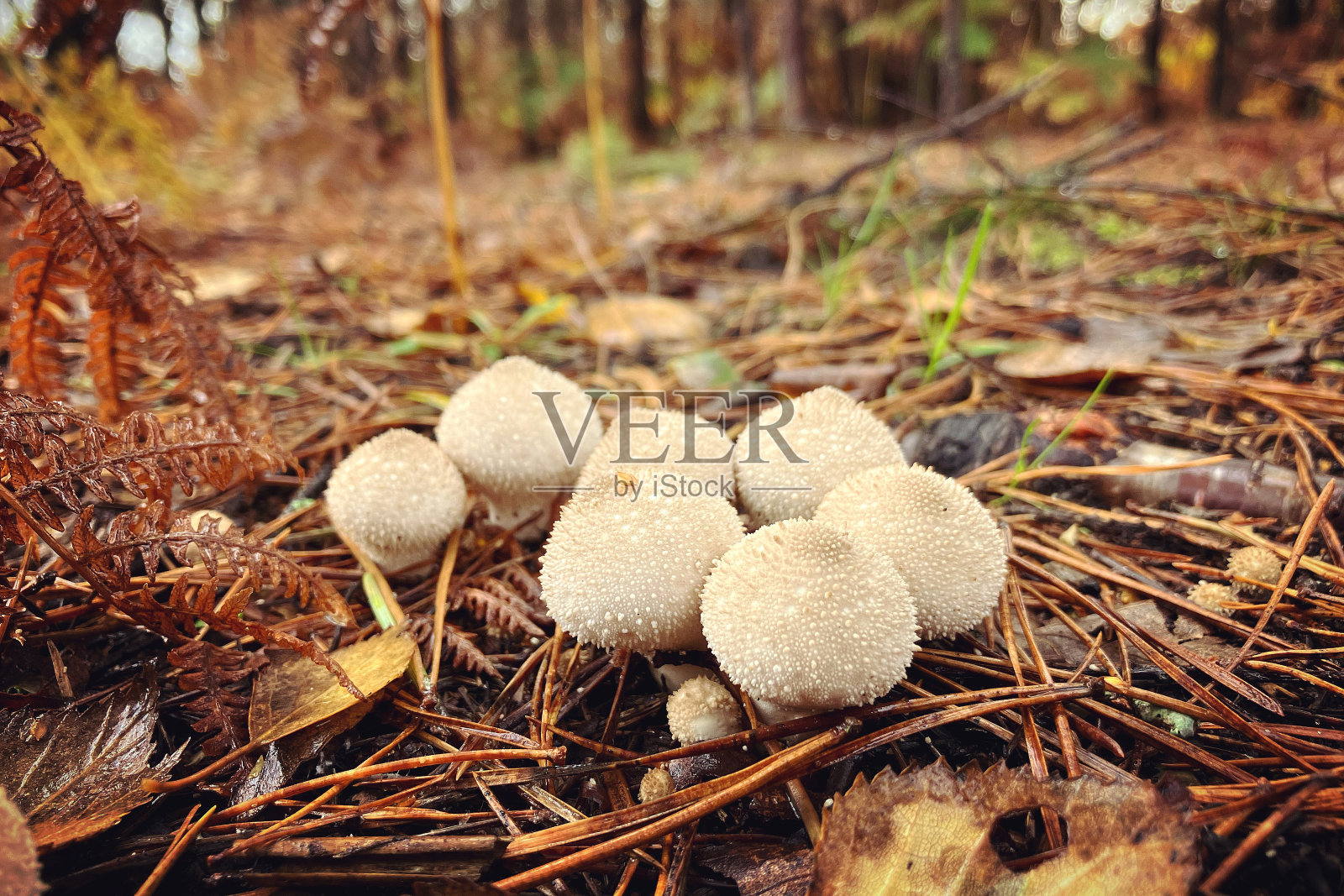 白色和圆形的白垩番茄，秋天林中常见的球蘑菇。照片摄影图片