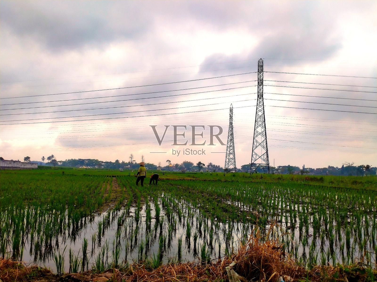 稻田中间的高压电力塔照片摄影图片