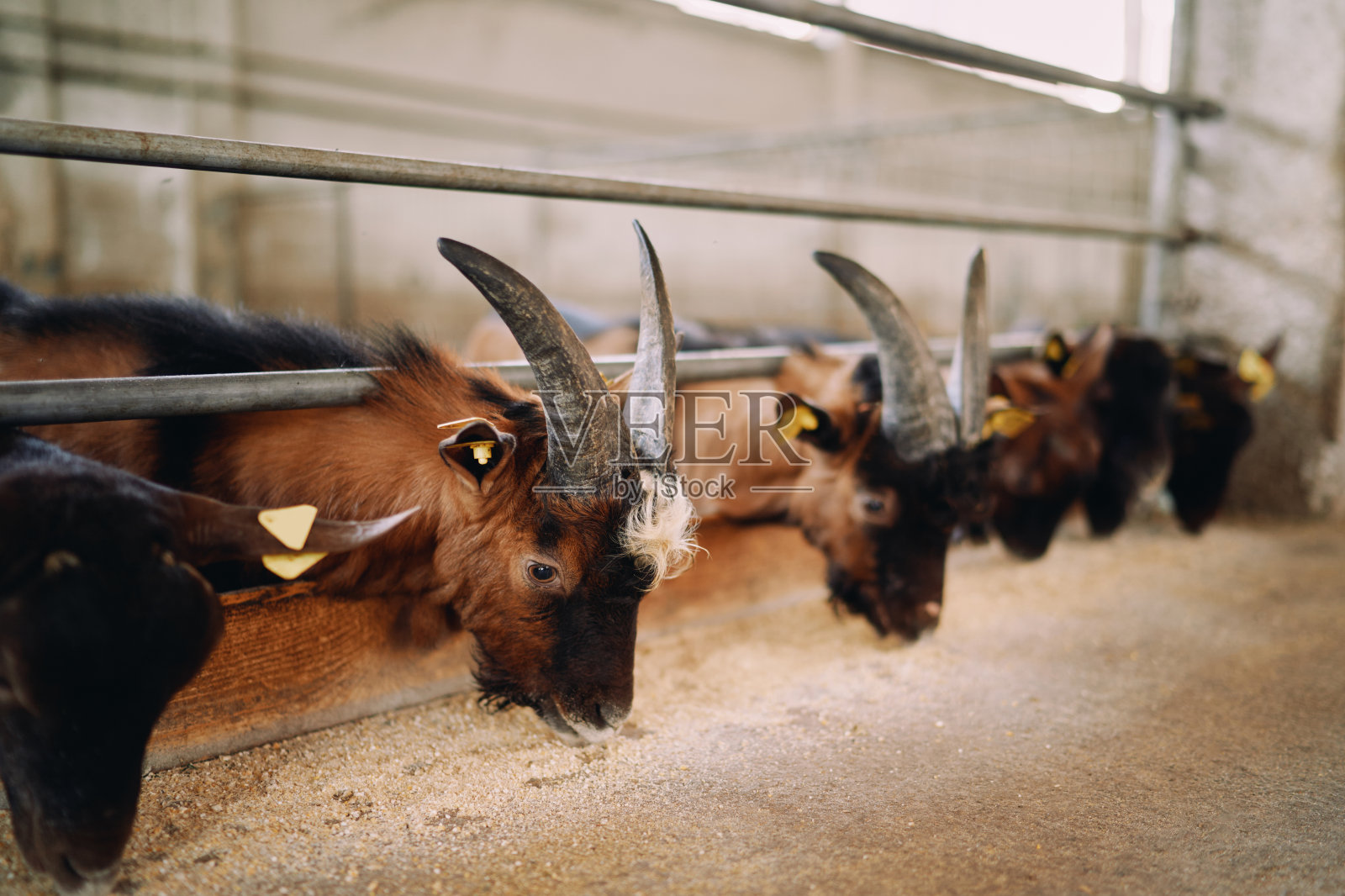 棕色角山羊从围场的栅栏后探出身子吃谷物照片摄影图片