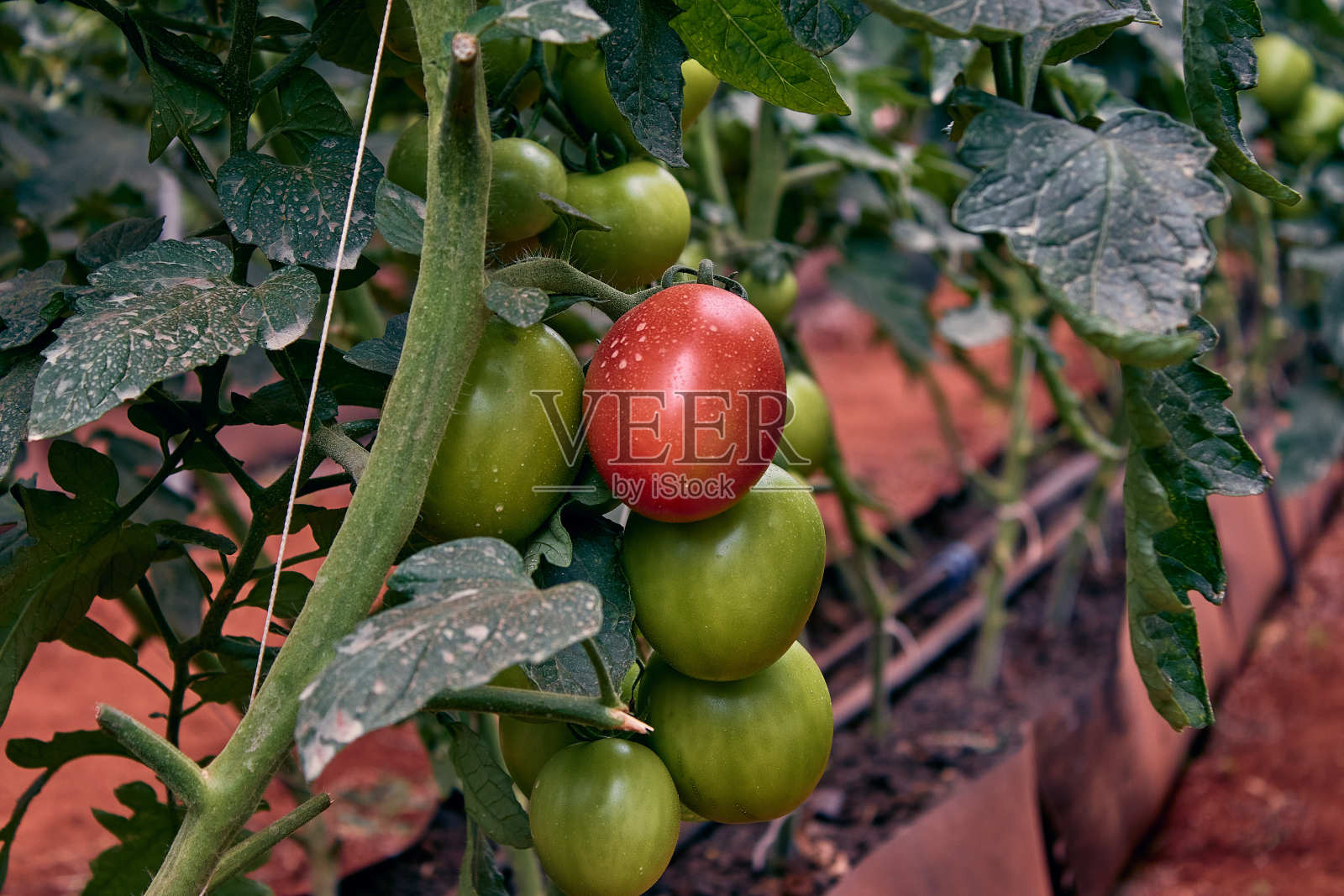 西红柿照片摄影图片