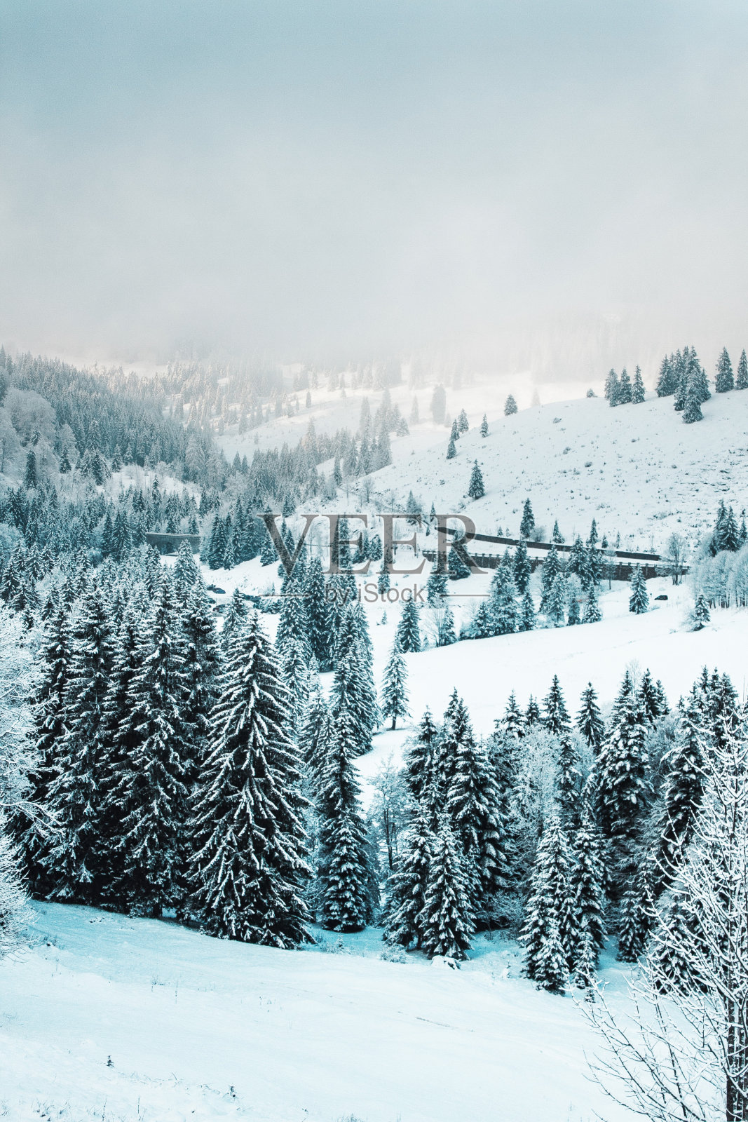 德国巴伐利亚阿尔卑斯山脉云杉林中的道路，冬季雪景照片摄影图片