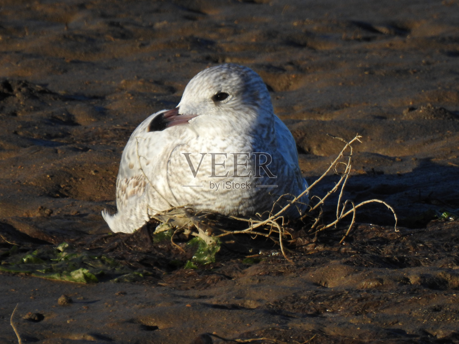 鸟儿躺在海边照片摄影图片