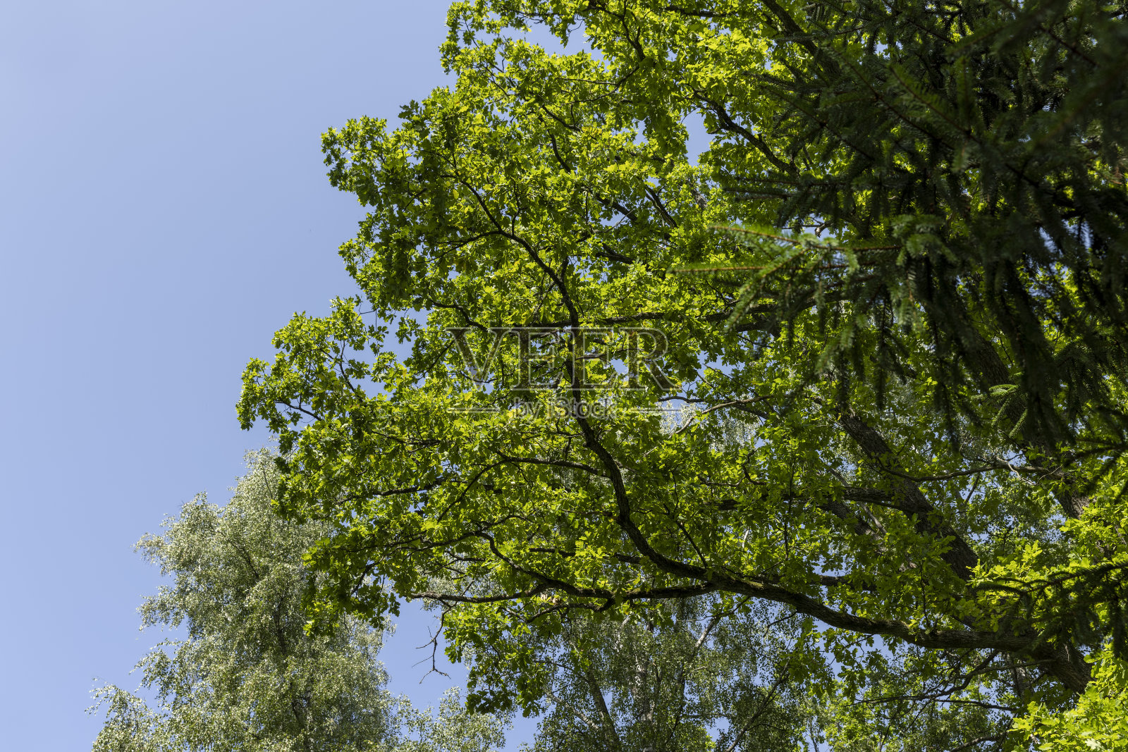 夏天高大的树木照片摄影图片