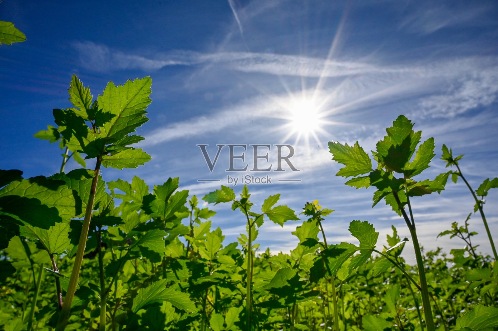 桑尼照片摄影图片