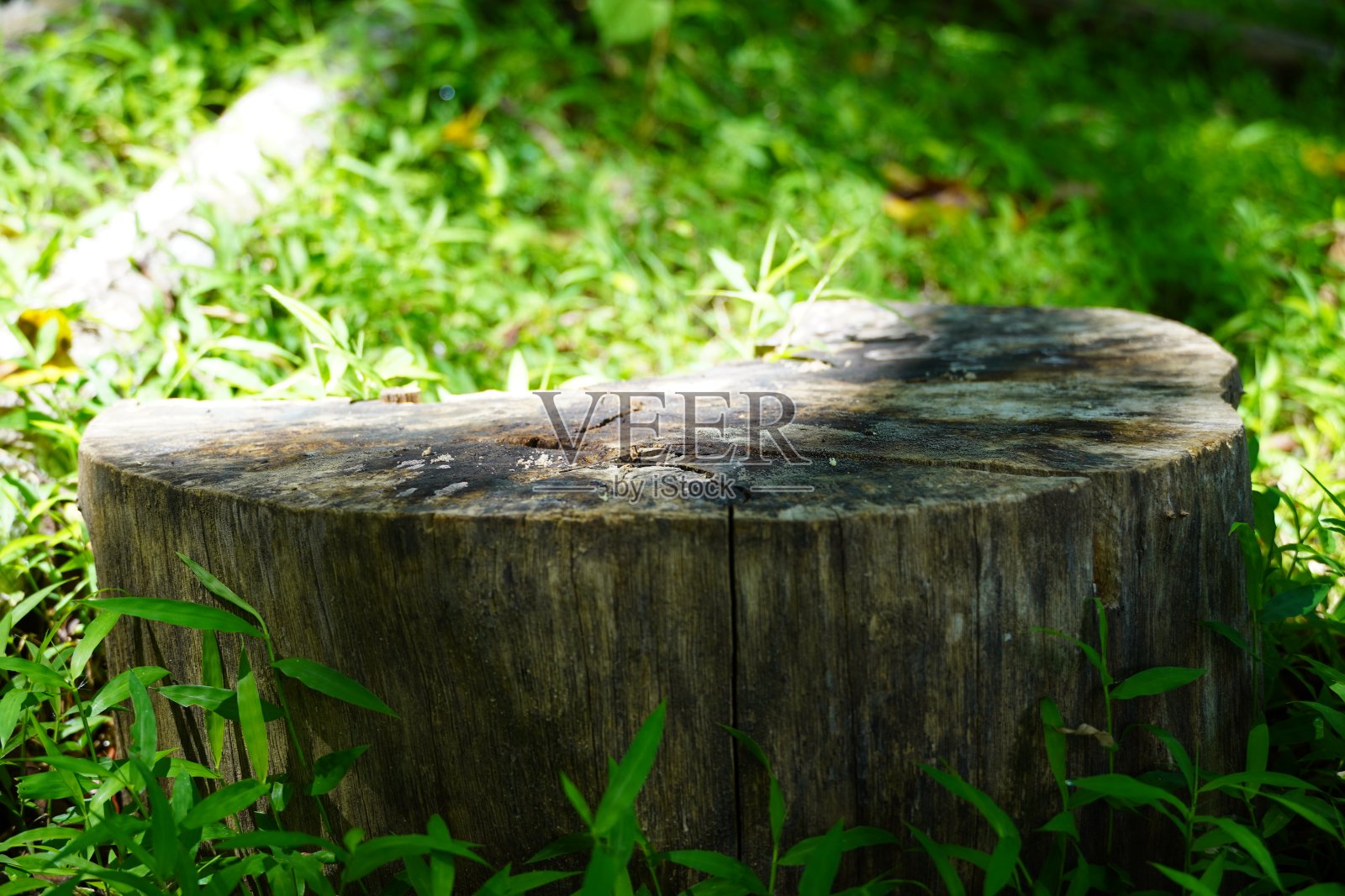 木照片摄影图片