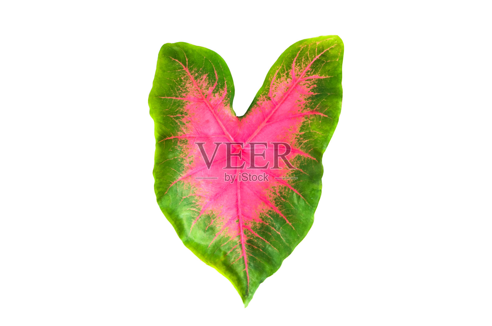 Alocasia Caladium叶照片摄影图片