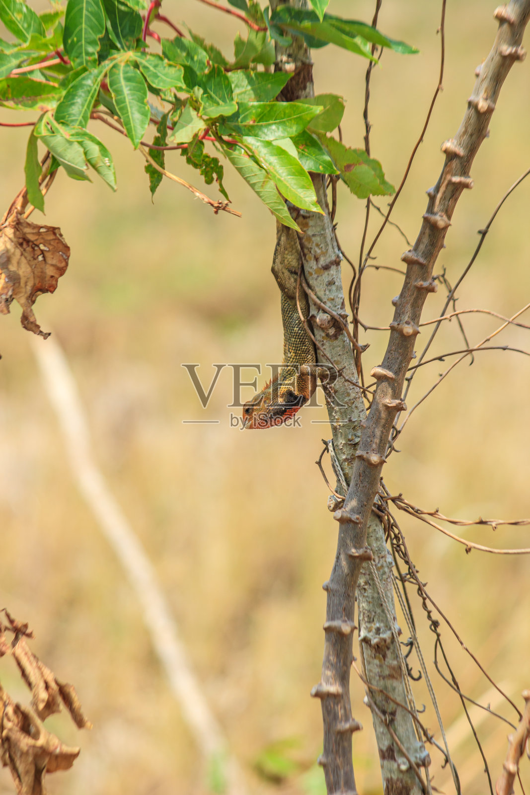 花园变色龙照片摄影图片