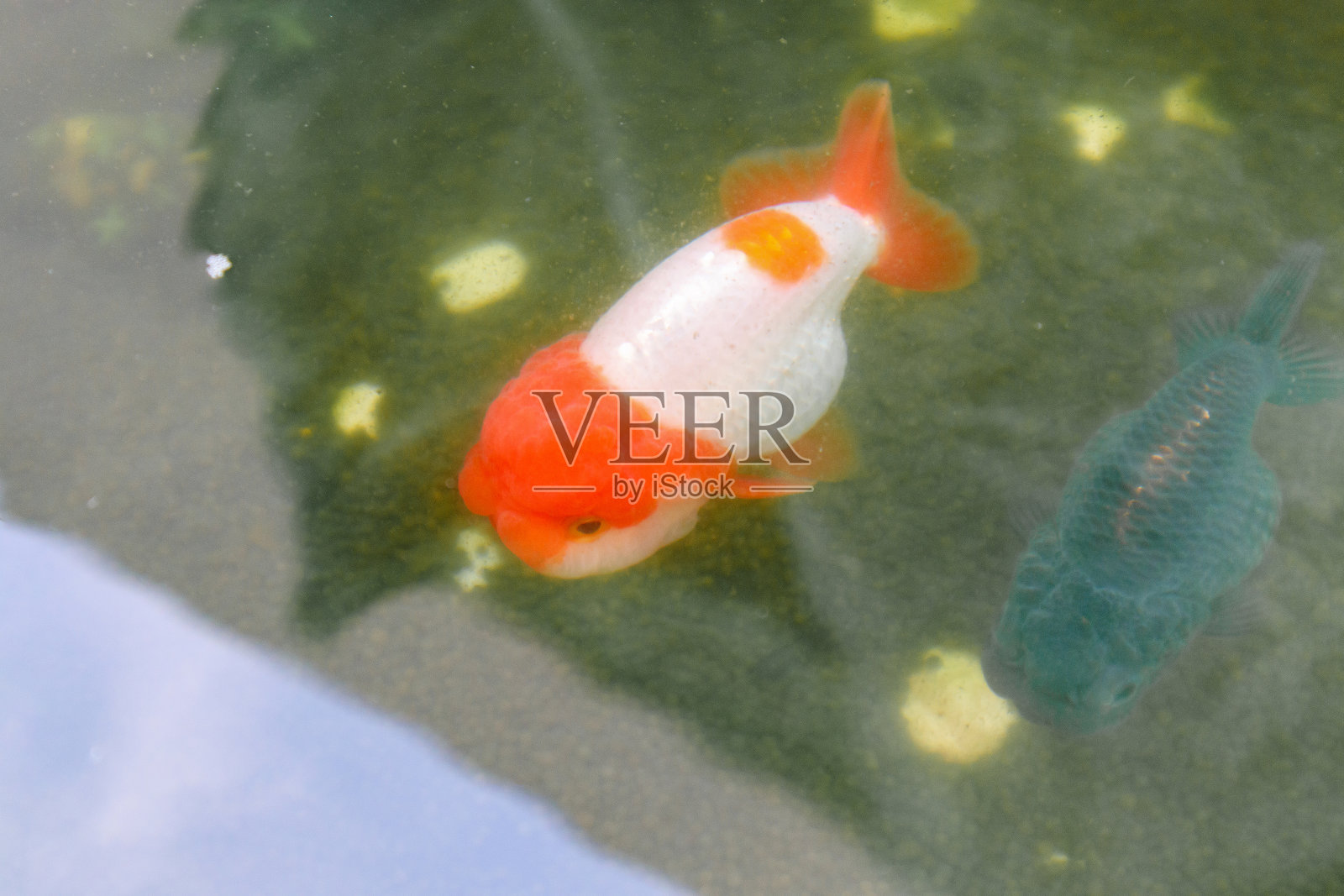 鱼缸里的金鱼近照照片摄影图片