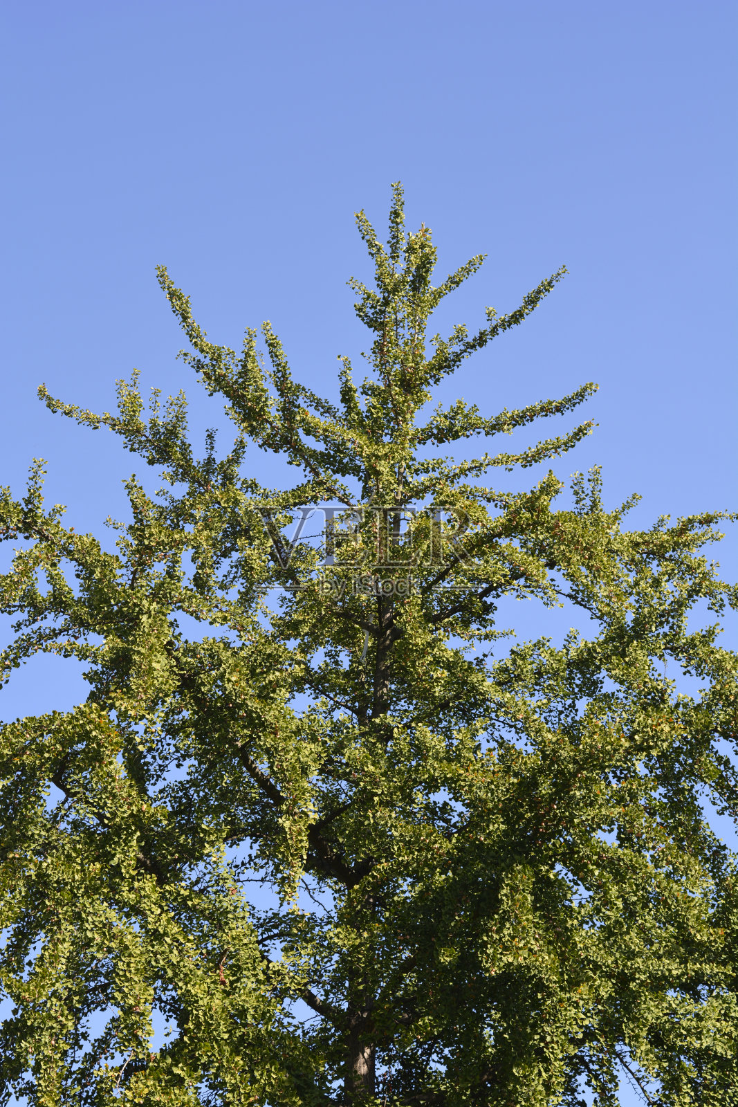 银杏树照片摄影图片