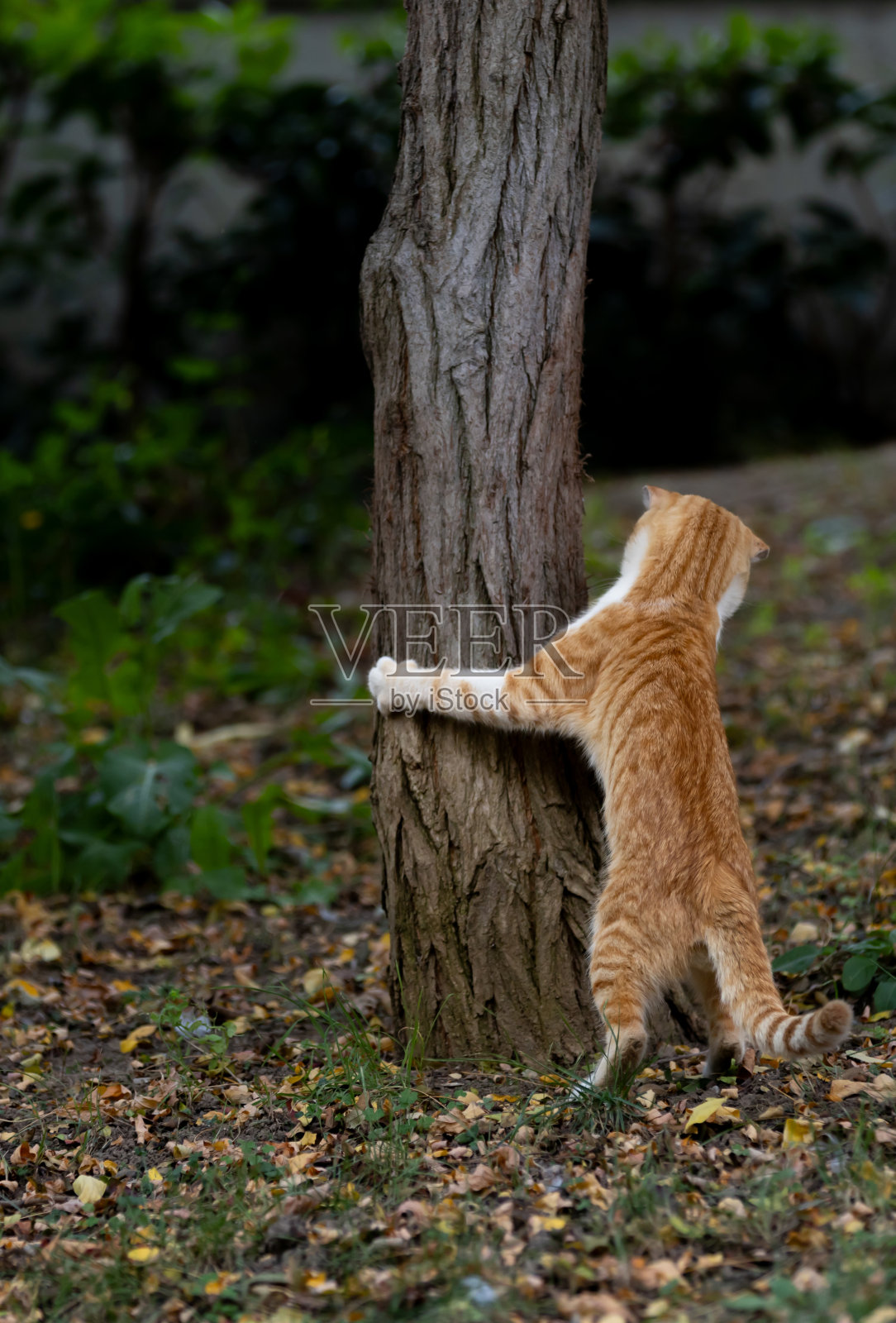 顽皮的流浪猫。照片摄影图片