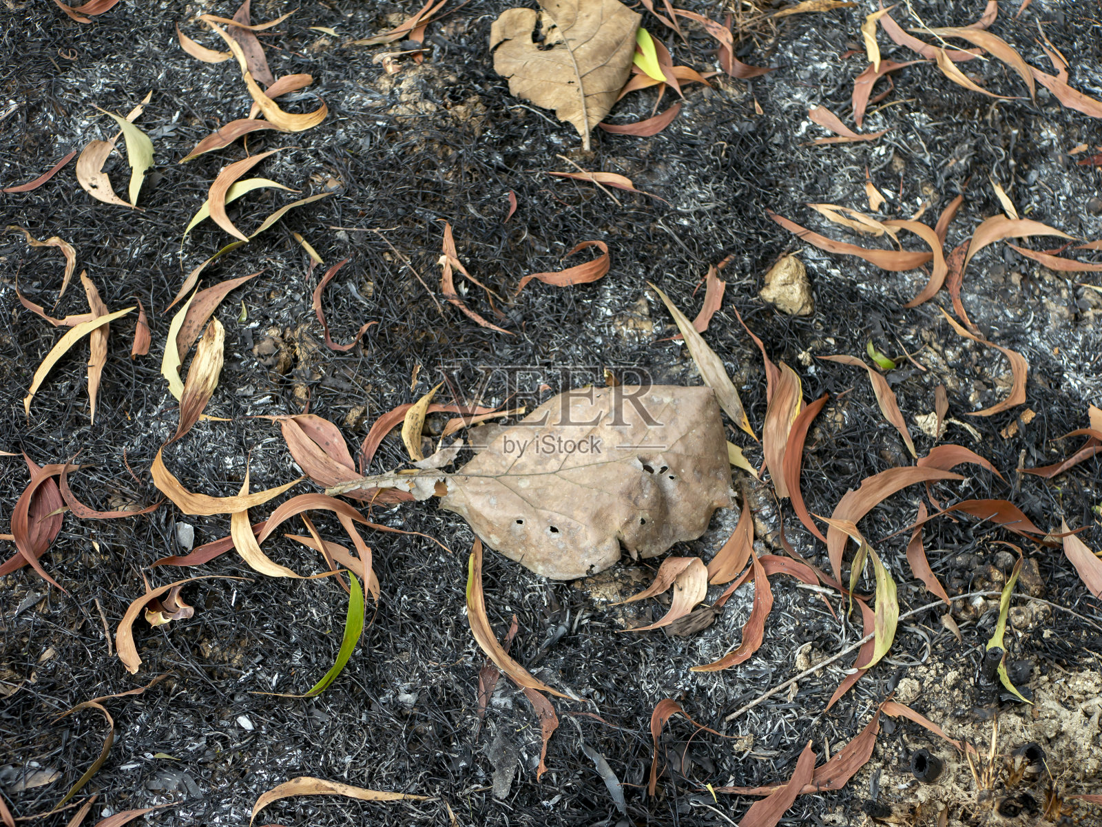 热带森林地面上的金合欢植物的干叶子。自然背景照片摄影图片