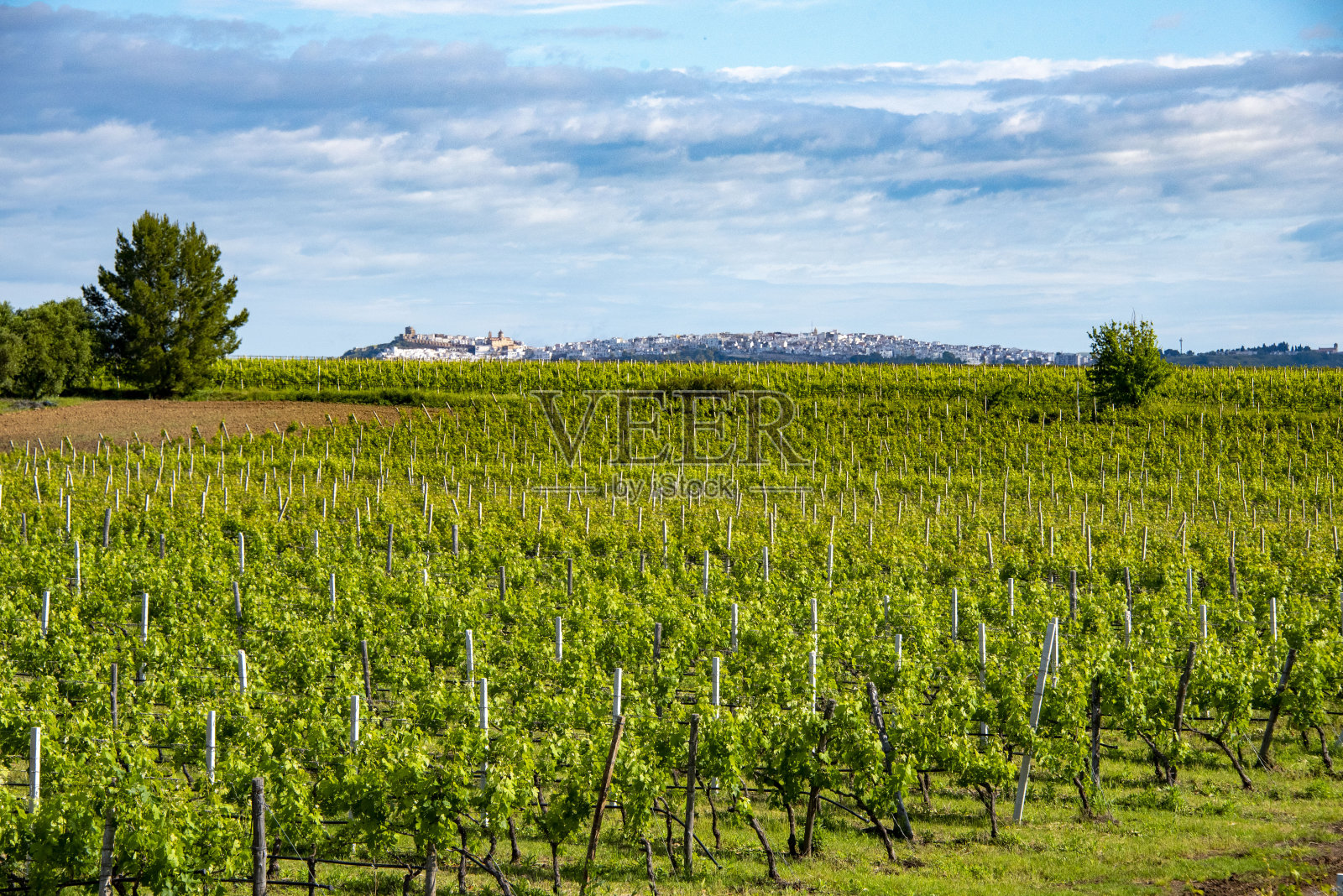 阿格连尼科红葡萄园照片摄影图片