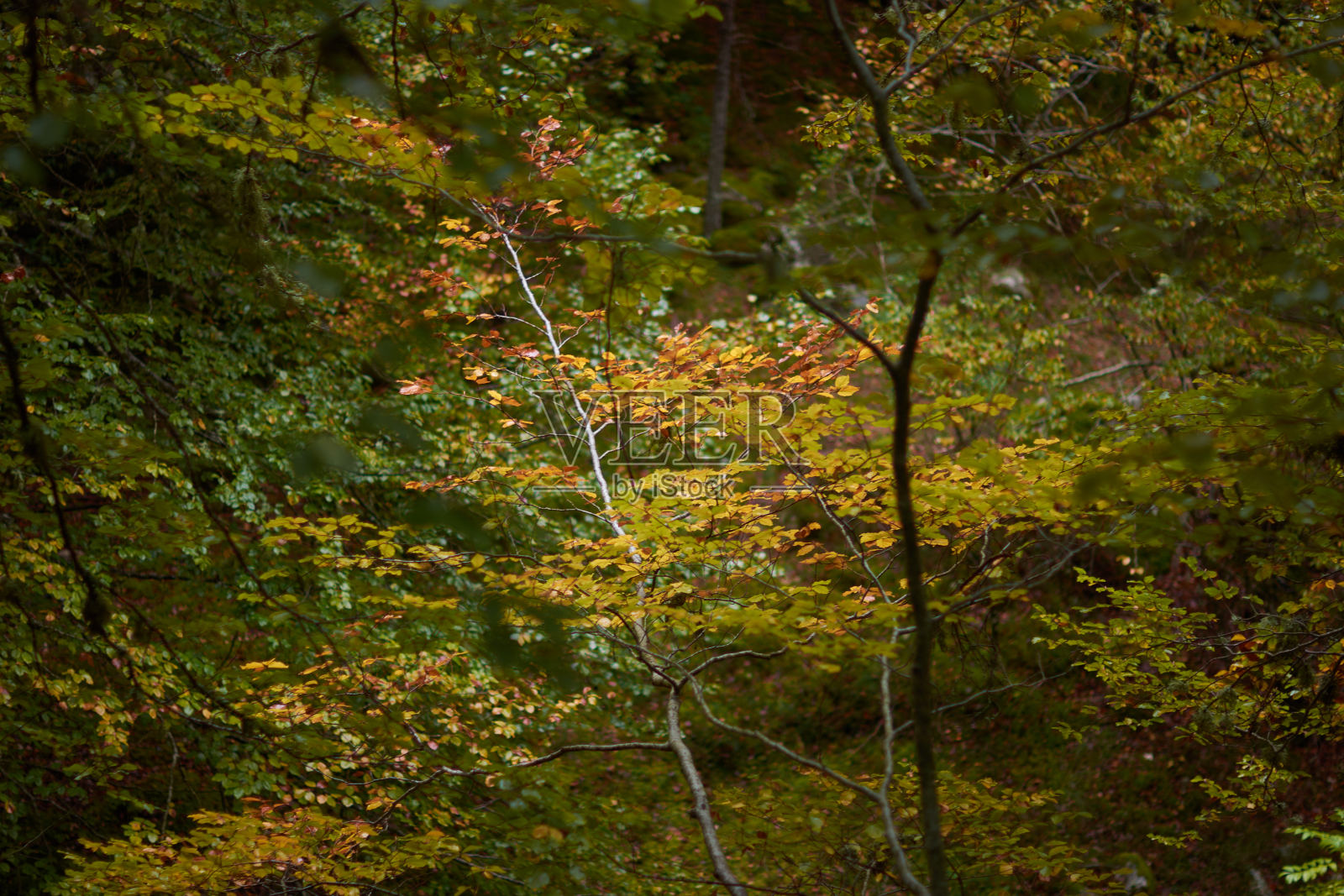 在通往塞拉德塞博莱拉(拉里奥哈)的普恩特拉瀑布的路上，山毛榉林中的秋天的颜色。西班牙照片摄影图片