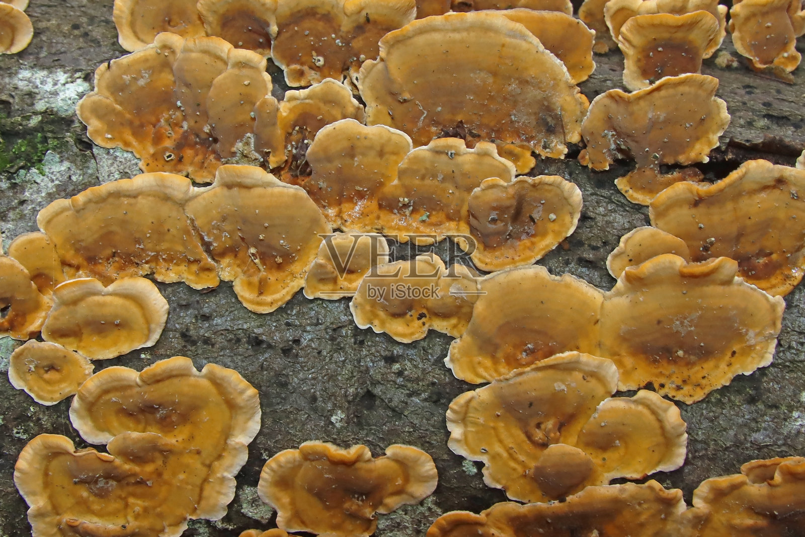 枯枝上的蘑菇群落。照片摄影图片