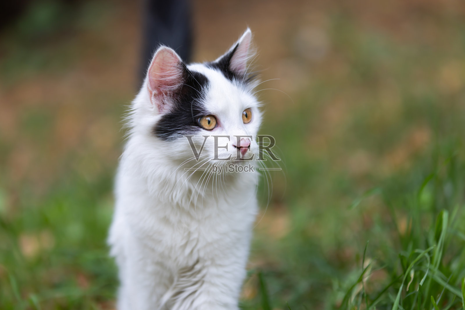 白色的流浪猫。照片摄影图片