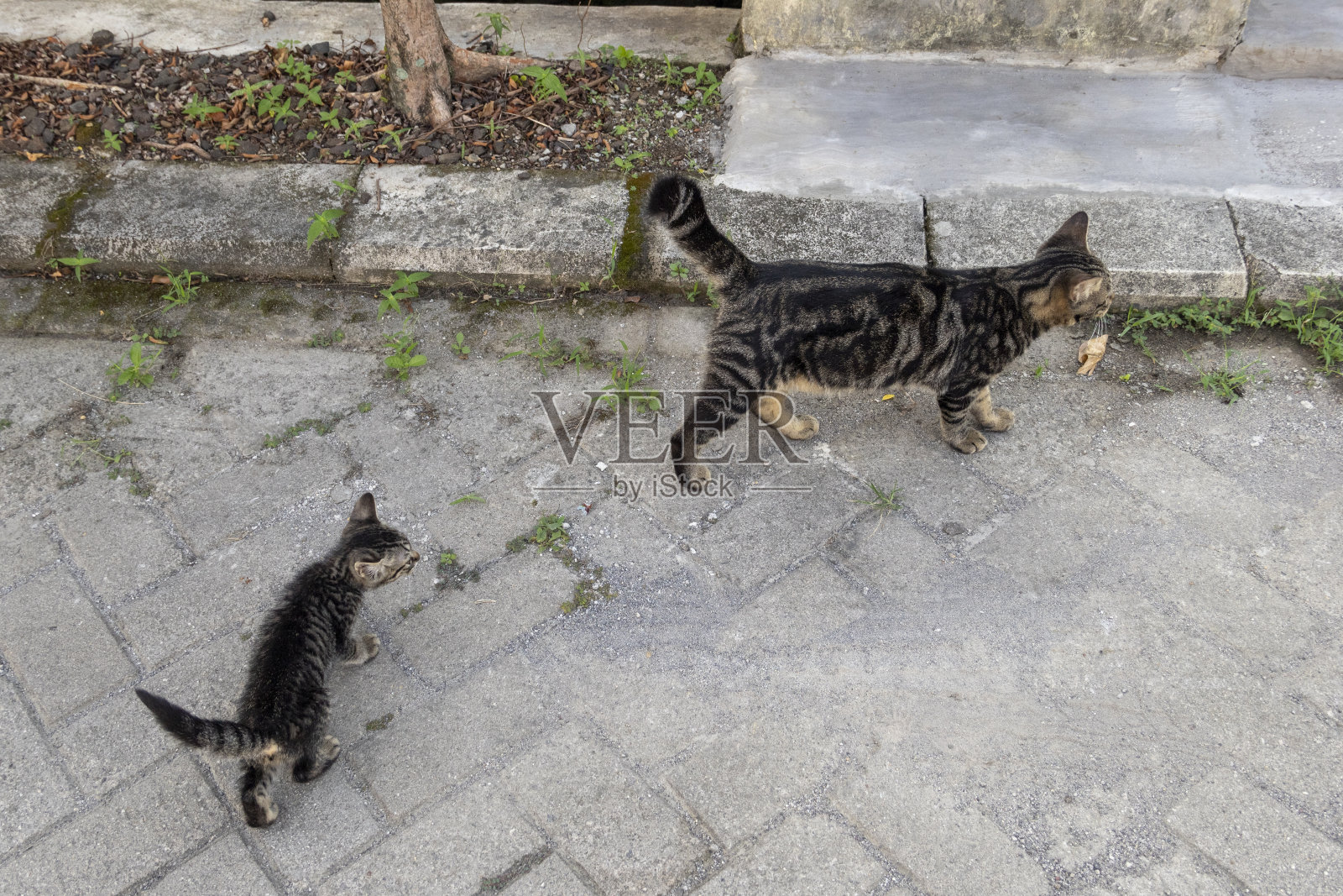 流浪的小猫照片摄影图片