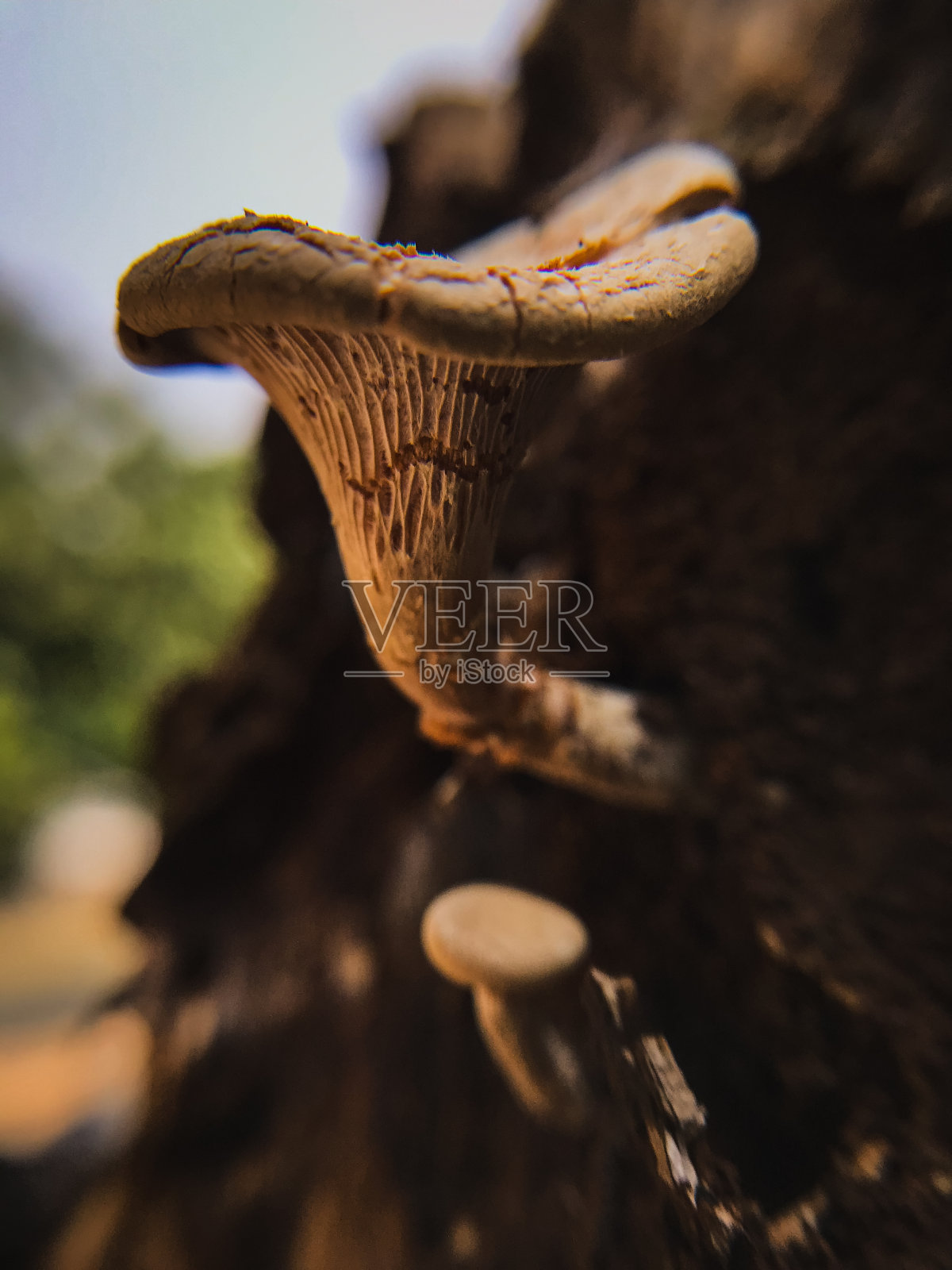 木真菌的微距摄影照片摄影图片