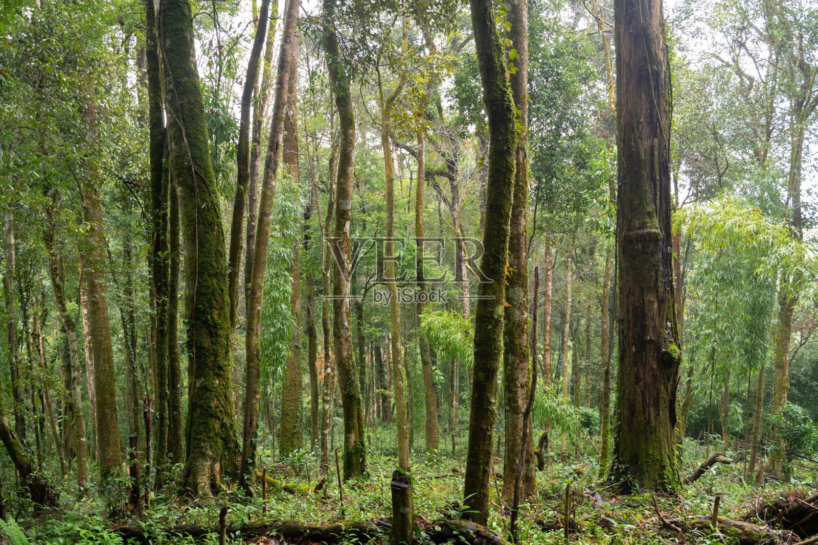 大自然中的绿林和环境保存新鲜空气照片摄影图片
