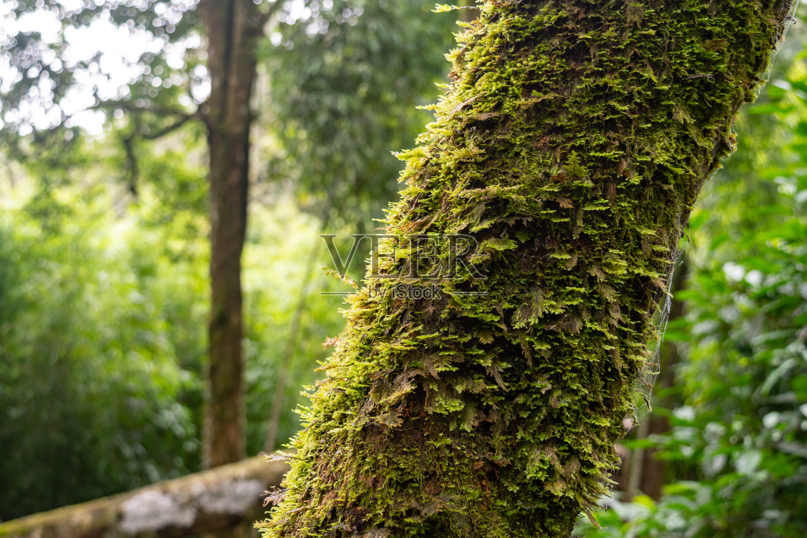 一棵大树周围的苔藓在森林模糊的背景照片摄影图片