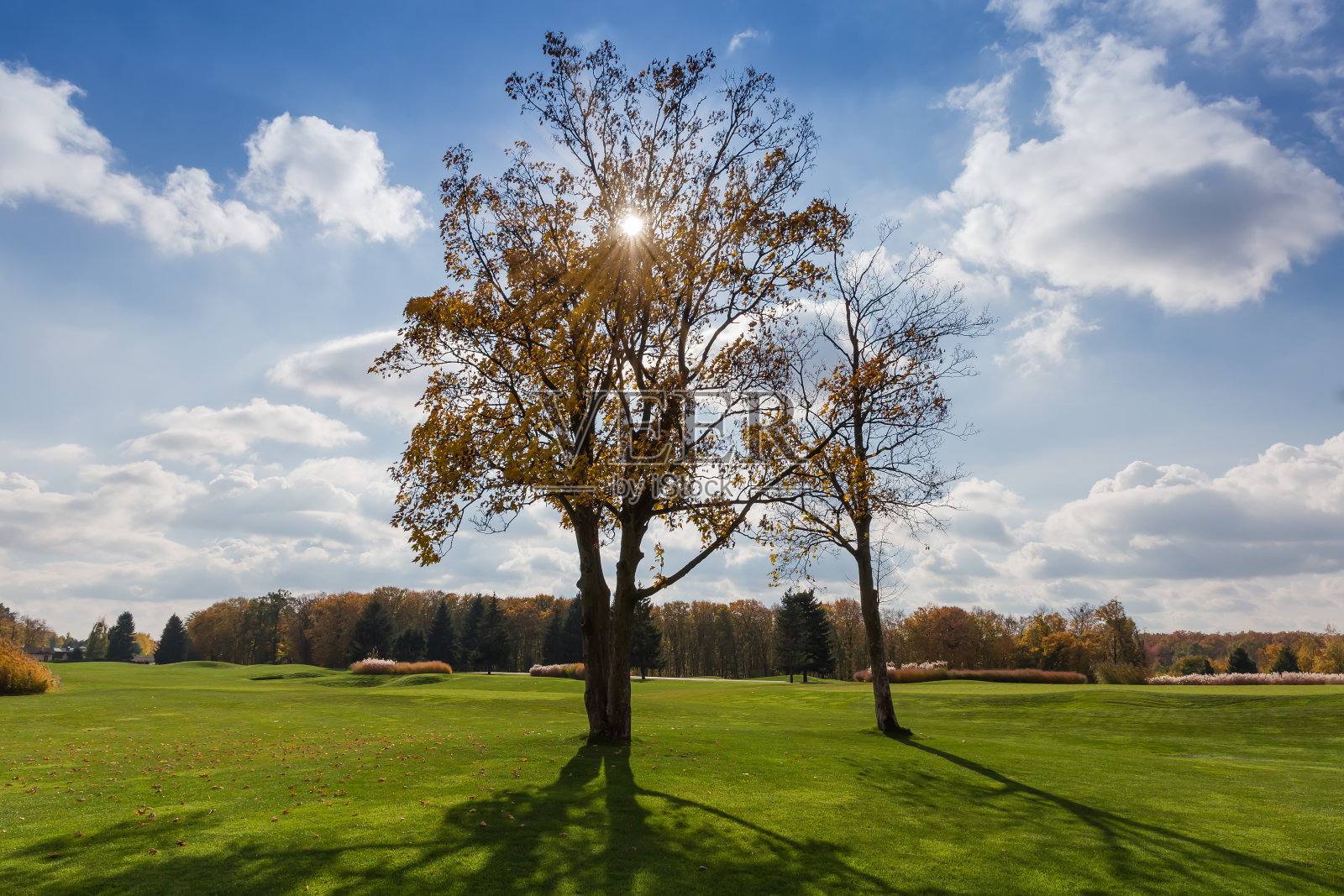 带着秋叶的老枫树在背光的草坪上分开站立照片摄影图片