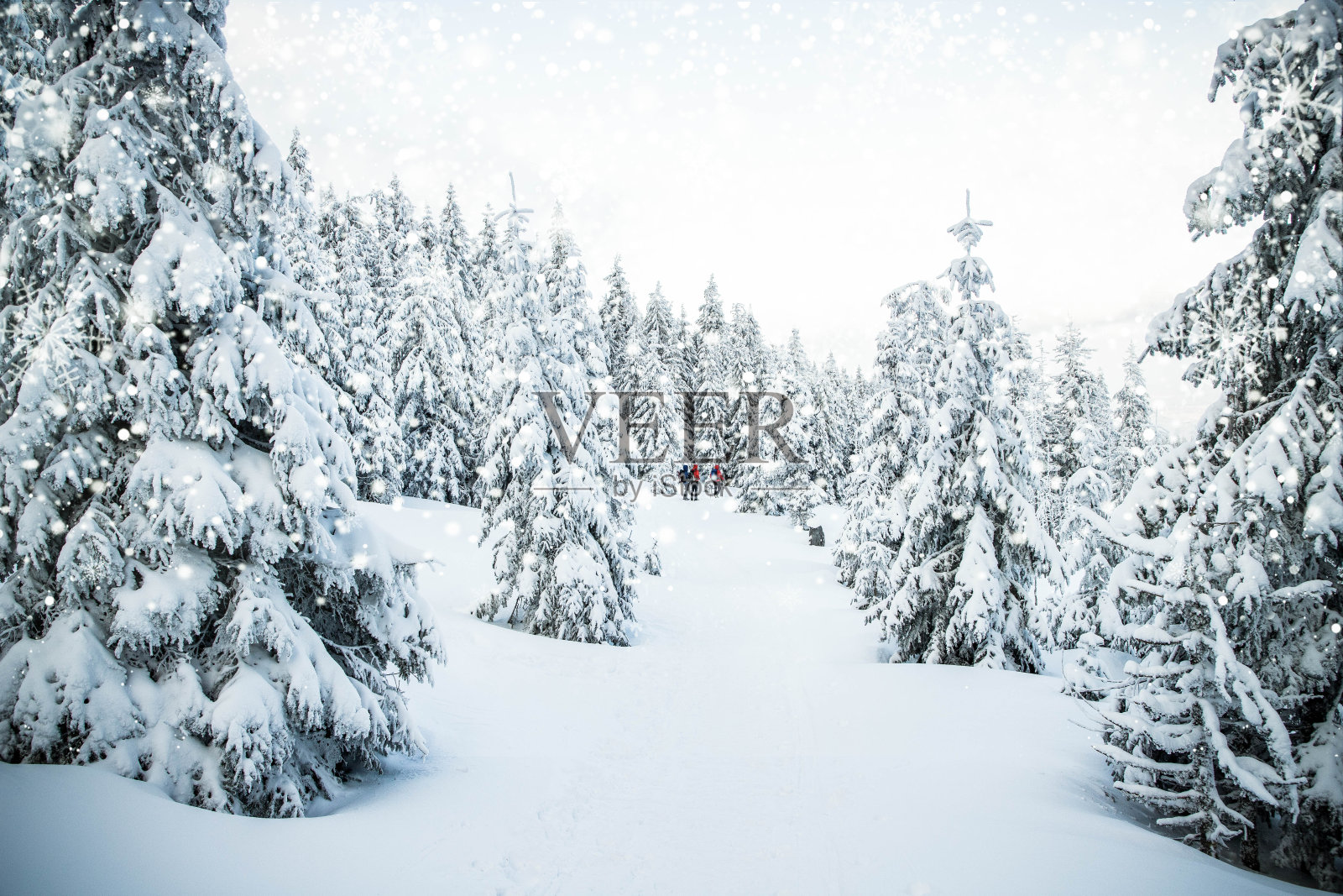 令人惊叹的冬季景观，山上的雪冷杉树照片摄影图片