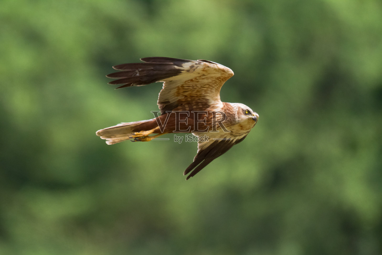 飞禽猛禽沼泽鹞马戏团铜绿，狩猎时间波兰欧洲照片摄影图片