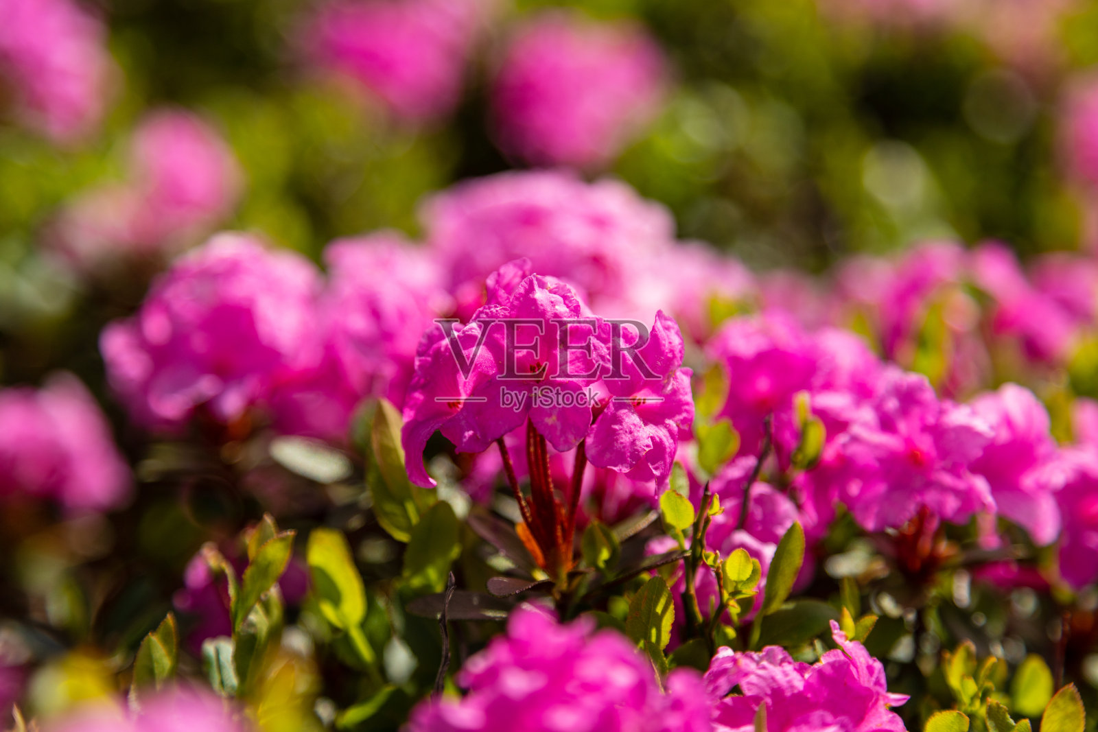 喀尔巴阡杜鹃花照片摄影图片