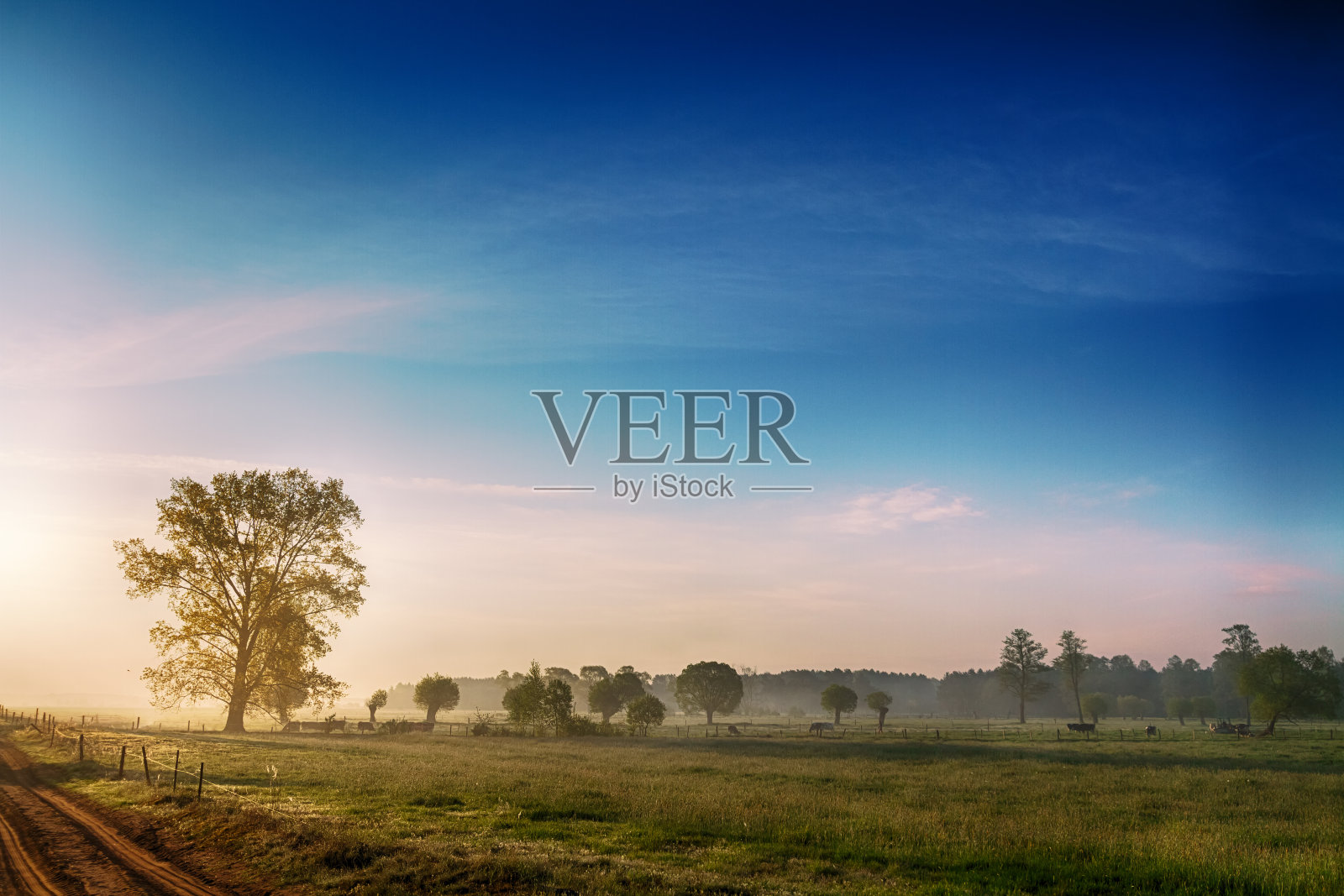 风景日落在纳雷夫河谷，波兰欧洲，雾蒙蒙的草地与树木，春天的时间照片摄影图片