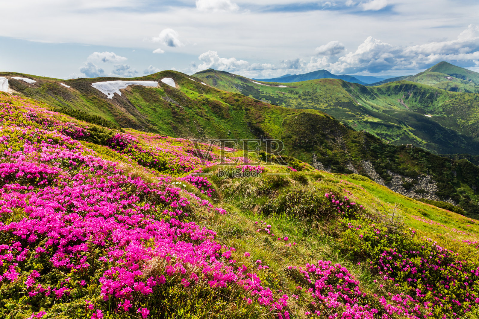 喀尔巴阡山脉的喀尔巴阡杜鹃开花。照片摄影图片