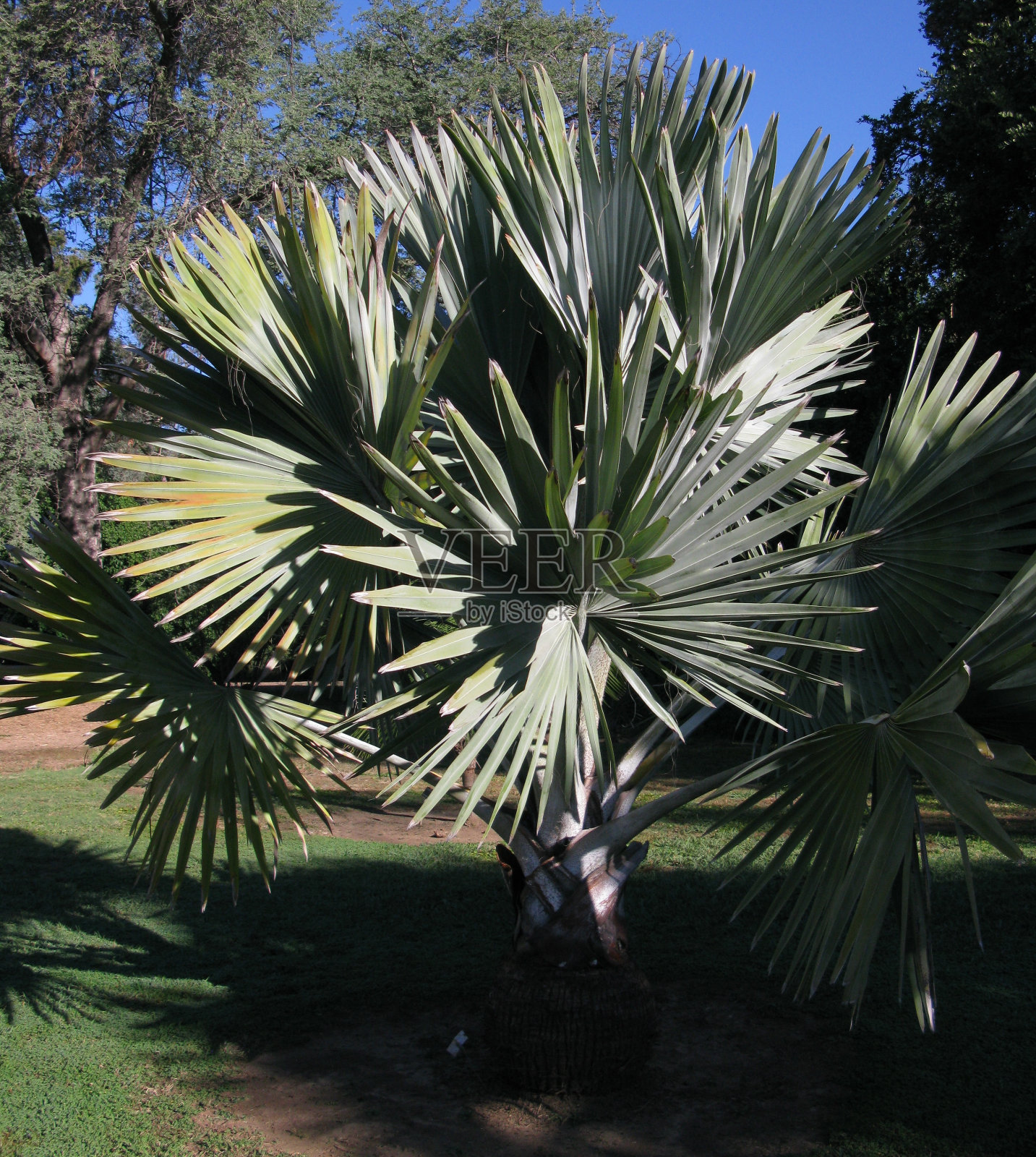 俾斯麦棕榈照片摄影图片