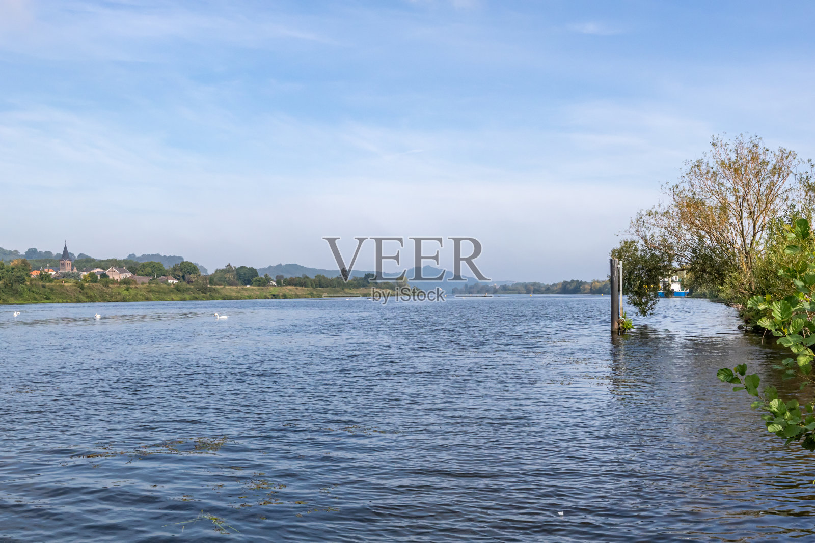 马斯河的景观，游泳的天鹅，比利时村庄，山丘和树木在背景模糊照片摄影图片