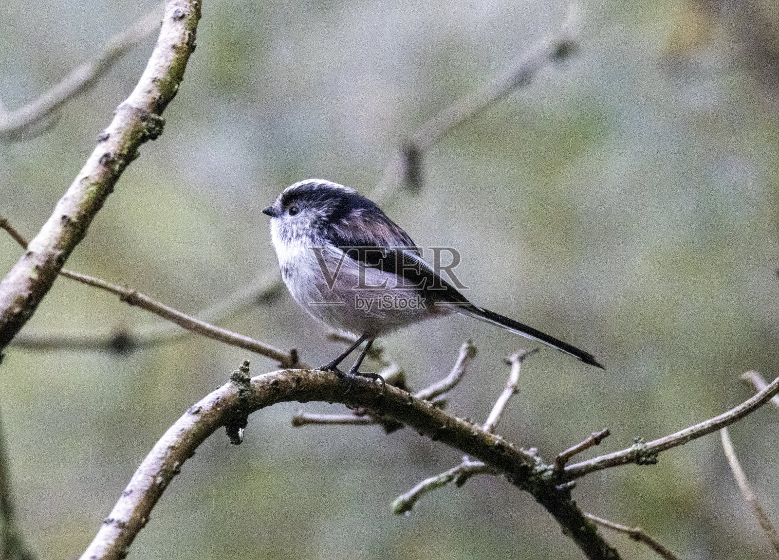 长尾山雀照片摄影图片