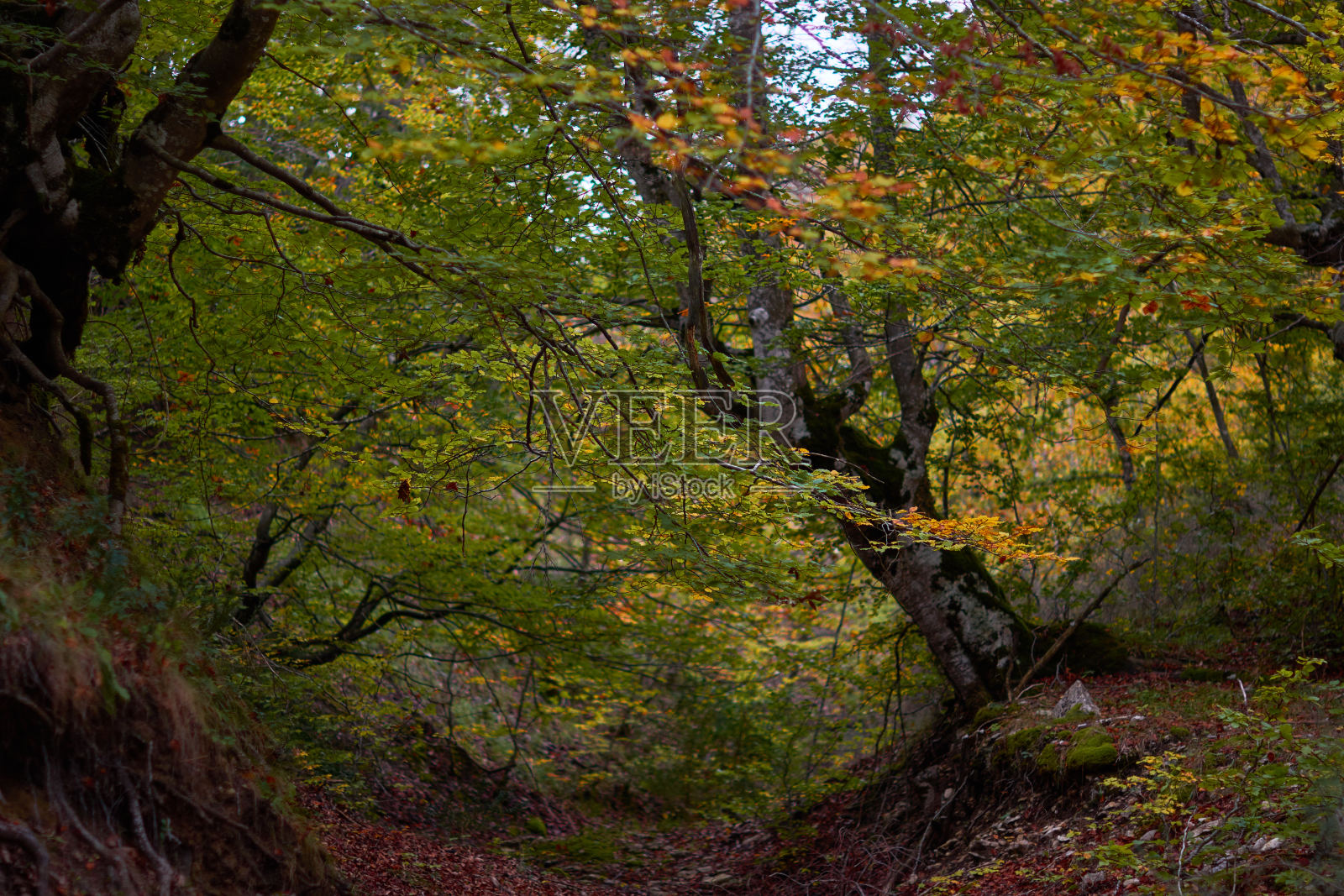 在厄巴萨山脉的伊兰祖河峡谷的山毛榉林中，秋天的色彩。纳瓦拉。西班牙照片摄影图片
