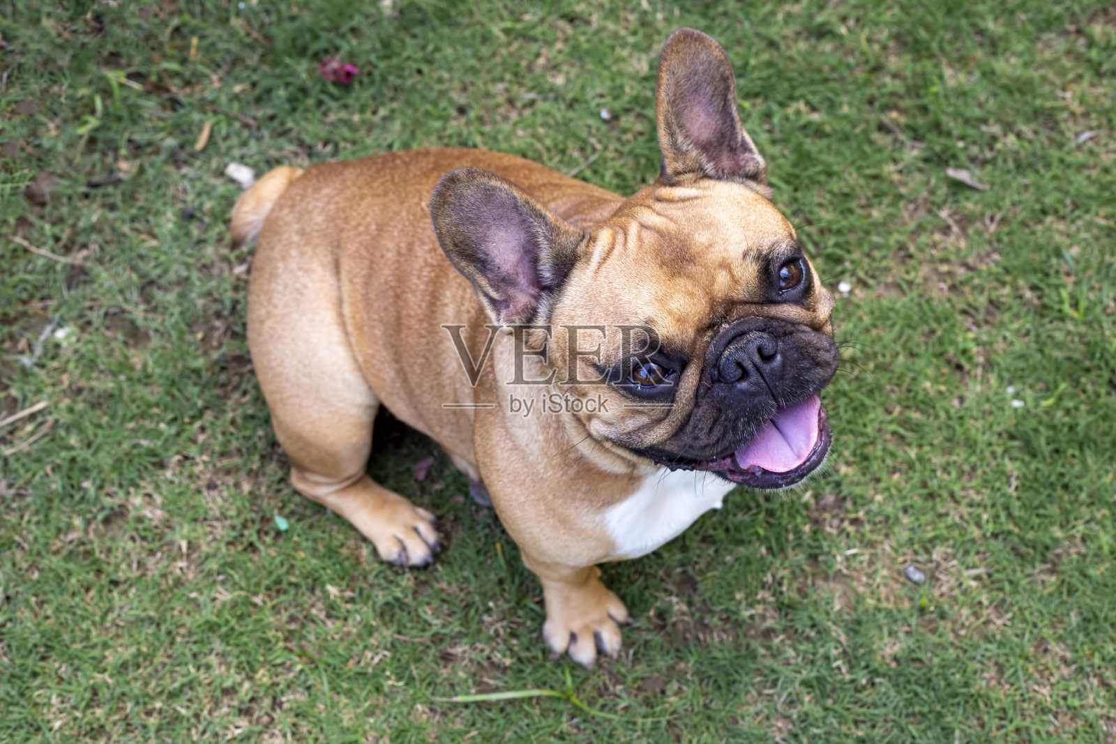 宠物的动物。可爱的法国斗牛犬。照片摄影图片