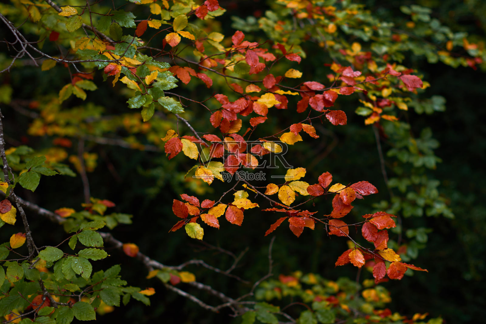 在厄巴萨山脉的伊兰祖河峡谷的山毛榉林中，秋天的色彩。纳瓦拉。西班牙照片摄影图片