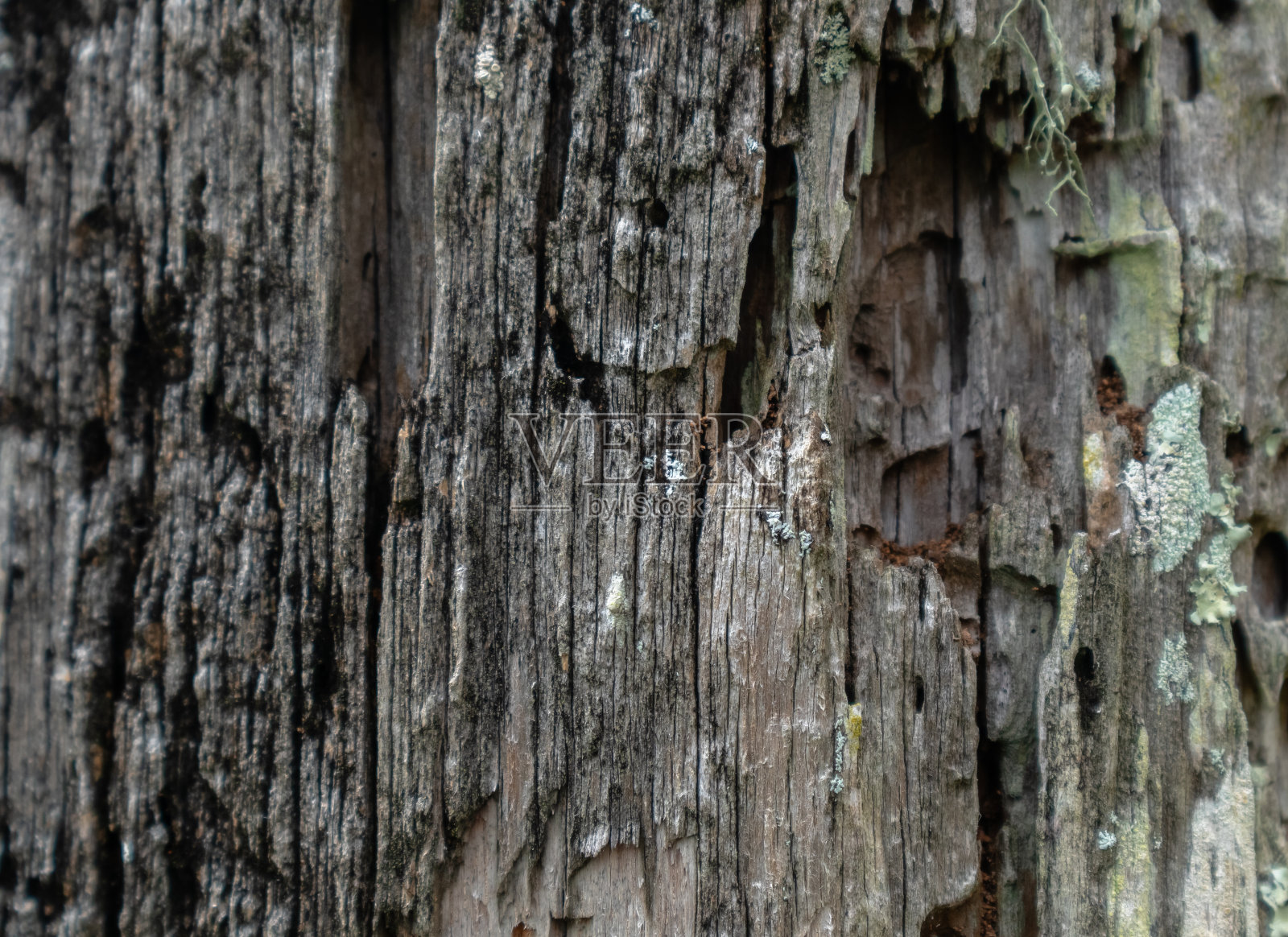 特写烧焦的树皮与复制空间照片摄影图片