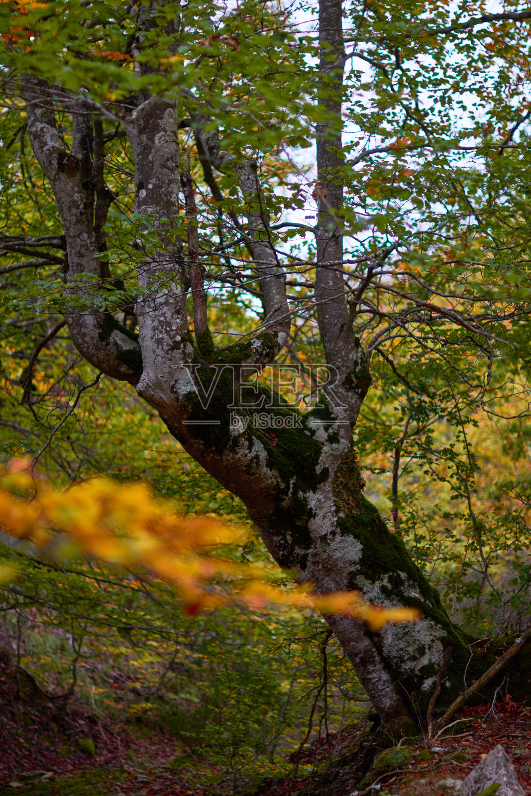 在厄巴萨山脉的伊兰祖河峡谷的山毛榉林中，秋天的色彩。纳瓦拉。西班牙照片摄影图片