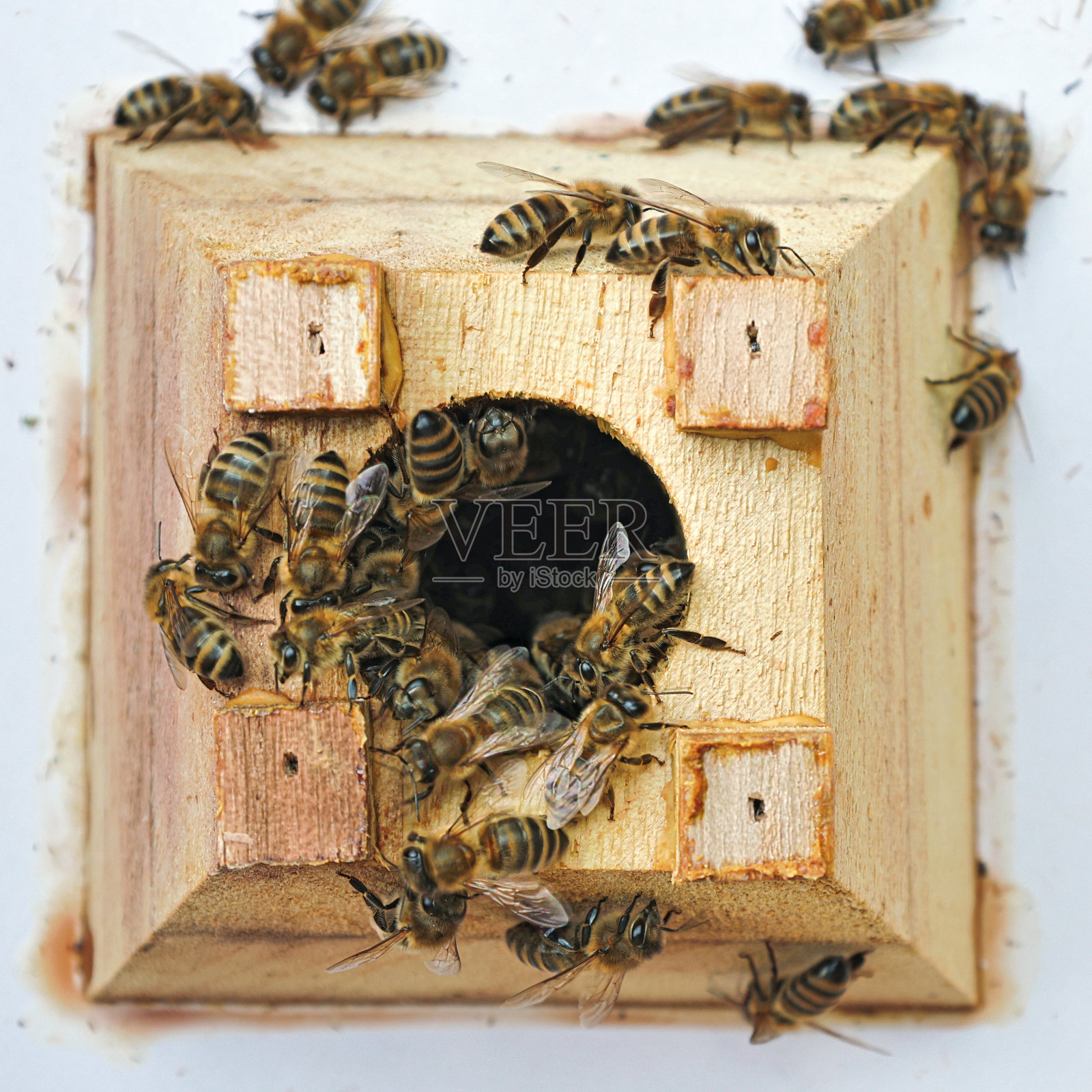 Bienen照片摄影图片