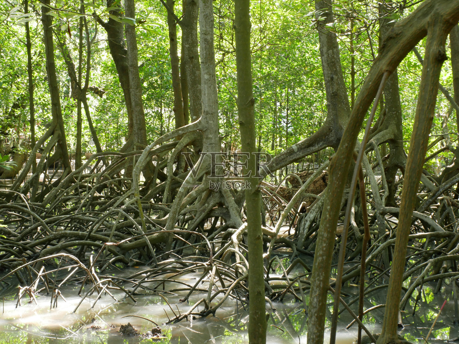 红树林——树根照片摄影图片