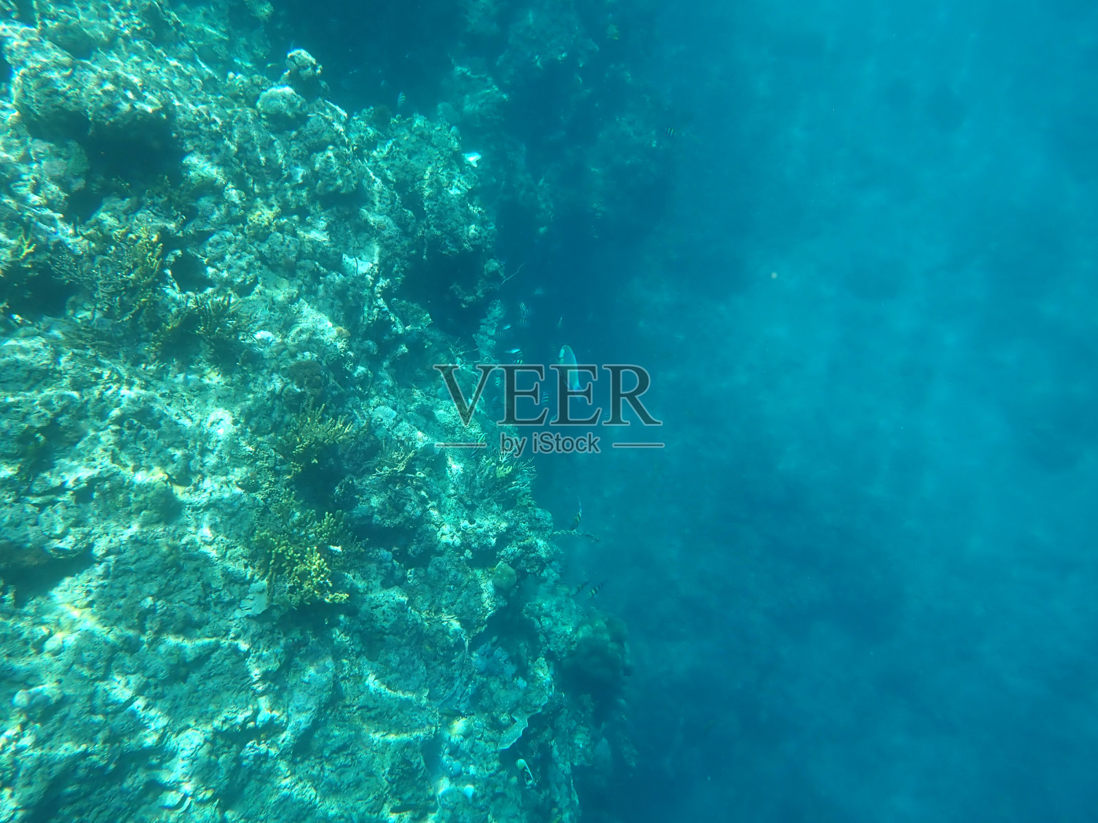 门詹干岛的鱼和珊瑚照片摄影图片