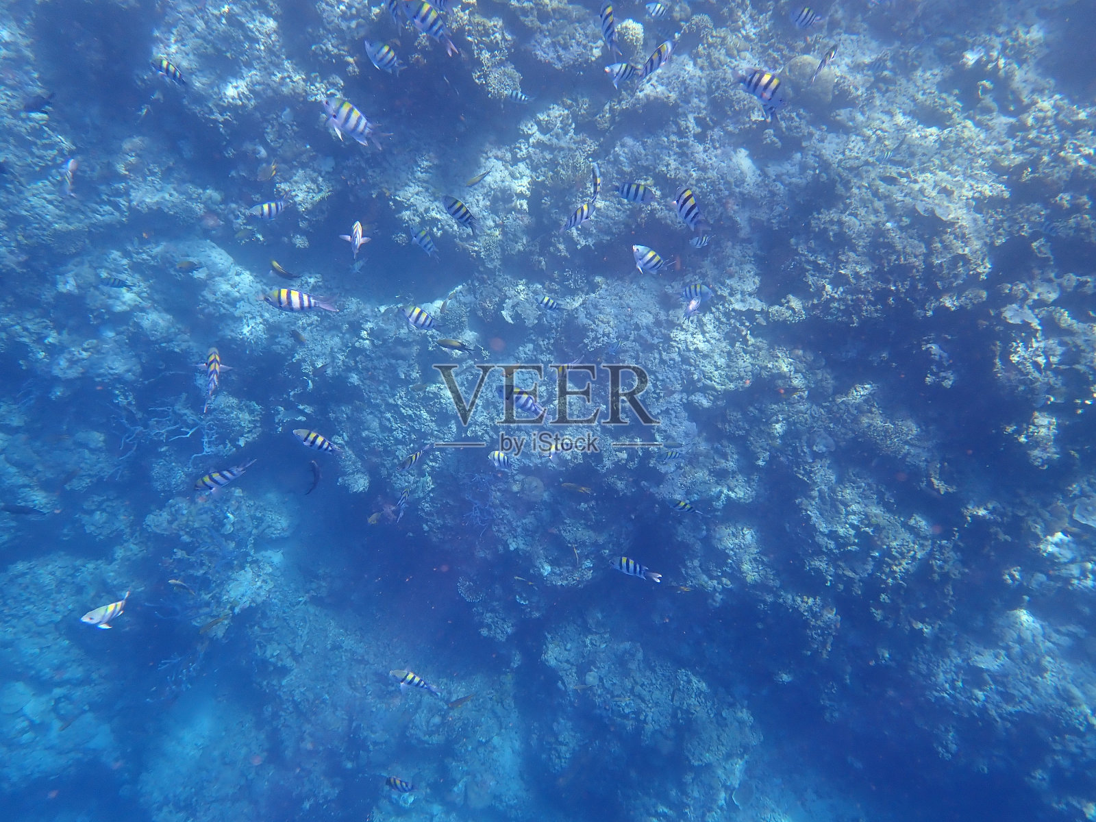 门詹干岛的鱼和珊瑚照片摄影图片