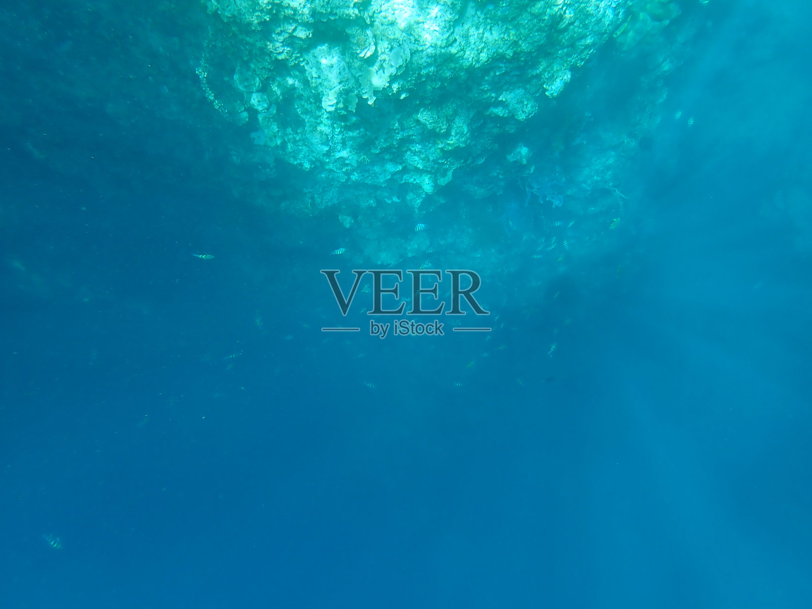 门詹干岛的鱼和珊瑚照片摄影图片