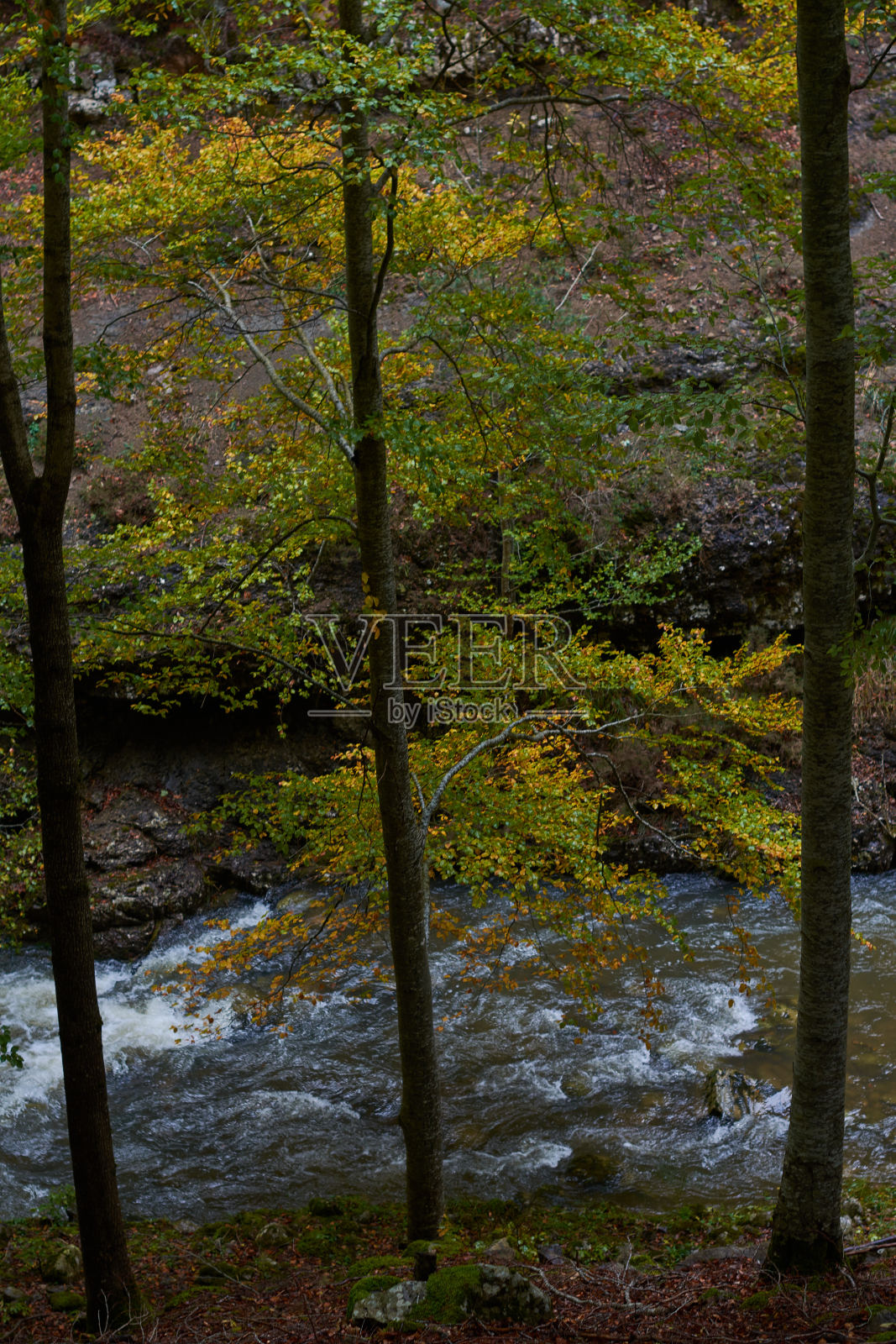 在通往塞拉德塞博莱拉(拉里奥哈)的普恩特拉瀑布的路上，山毛榉林中的秋天的颜色。西班牙照片摄影图片